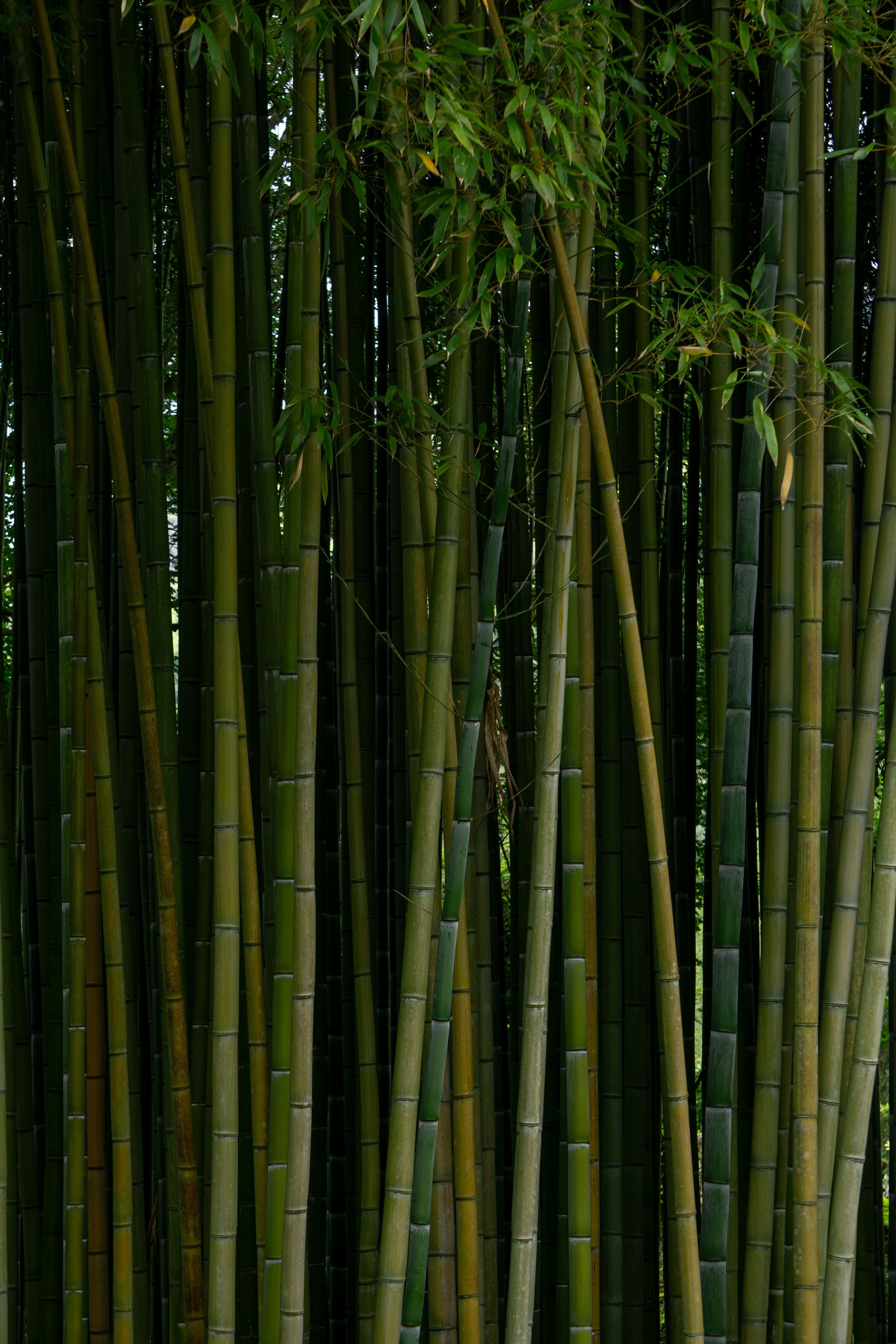 ninfa-bamboo.jpg