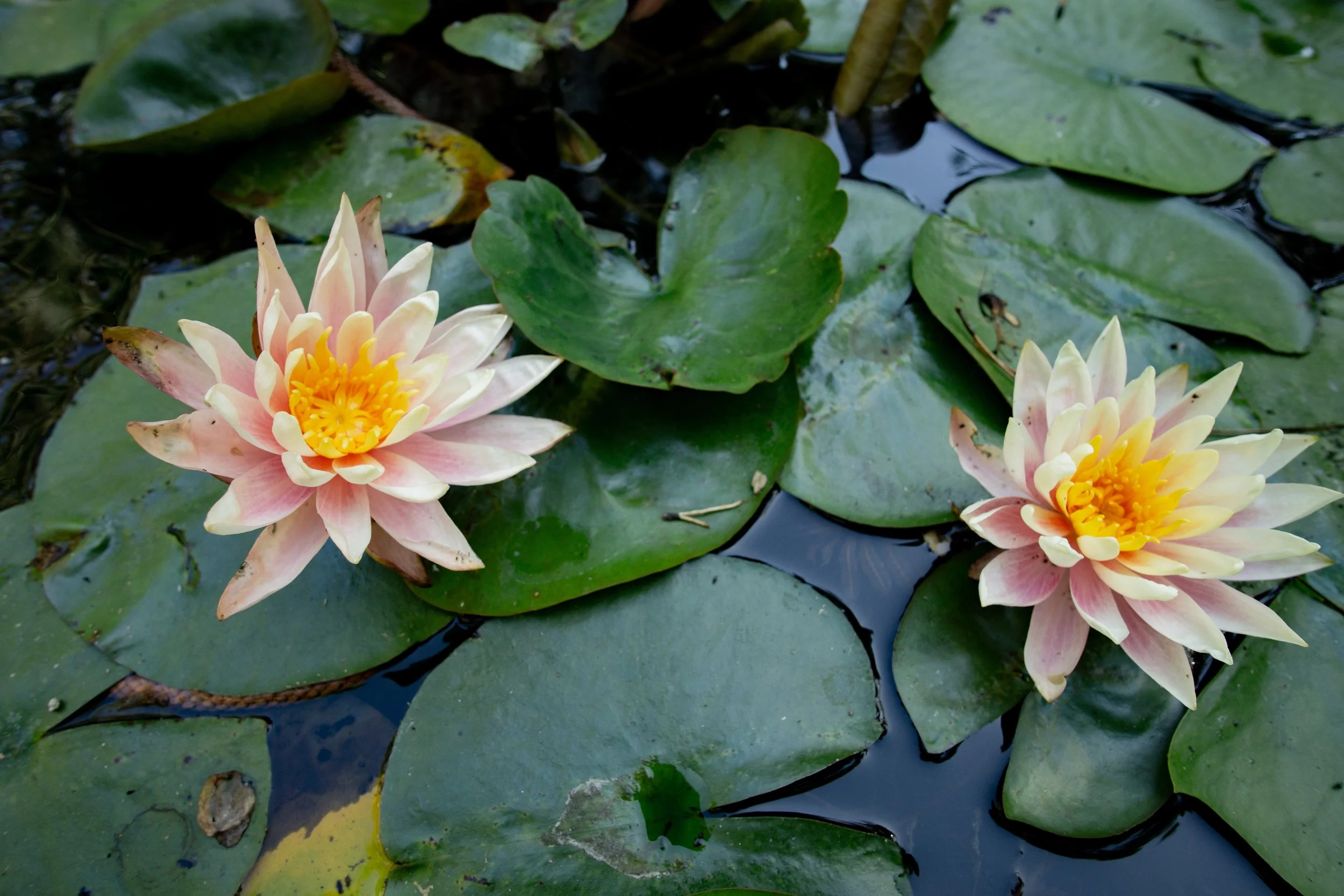 water_lillies.jpg