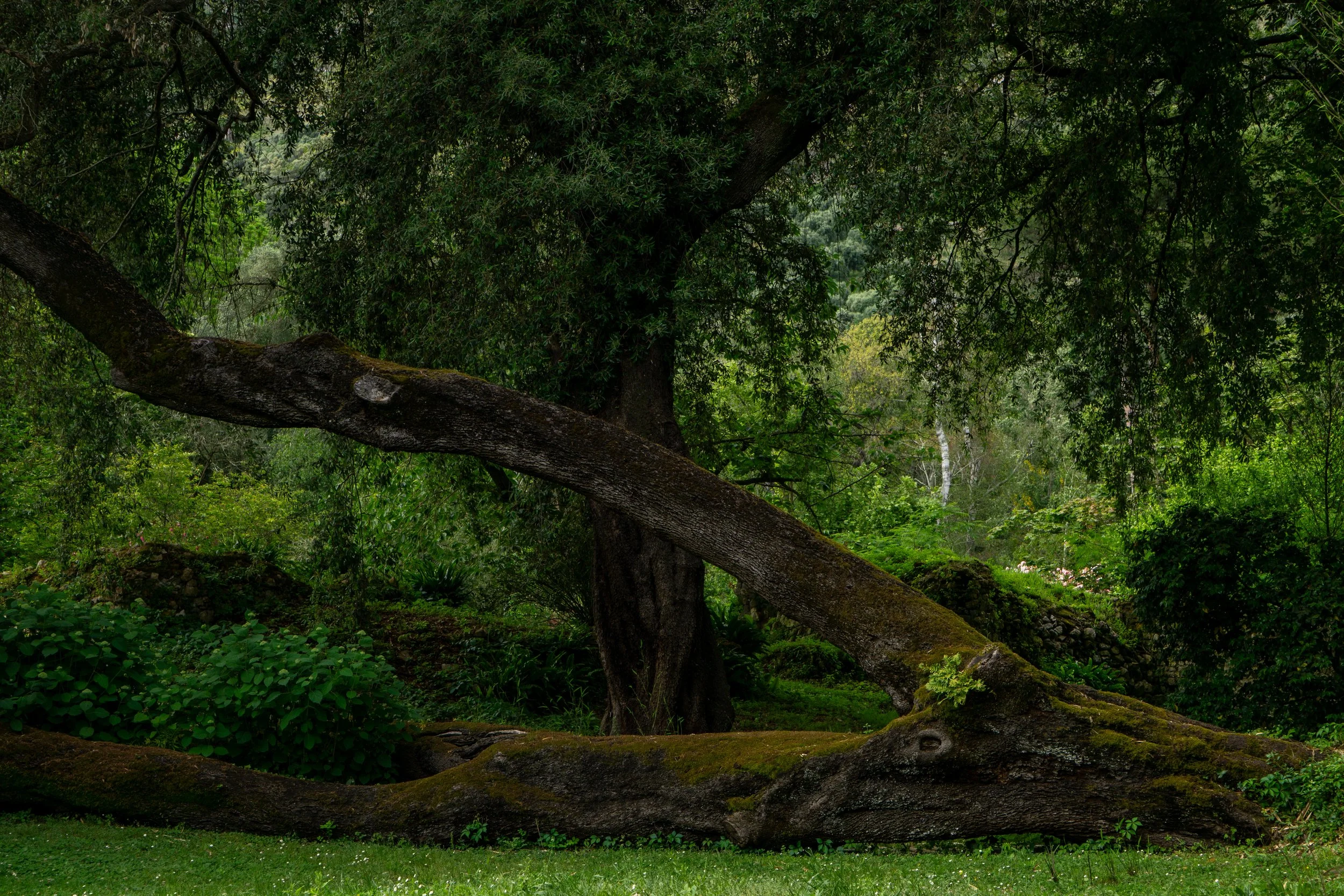 ninfa-fallen-tree.jpg