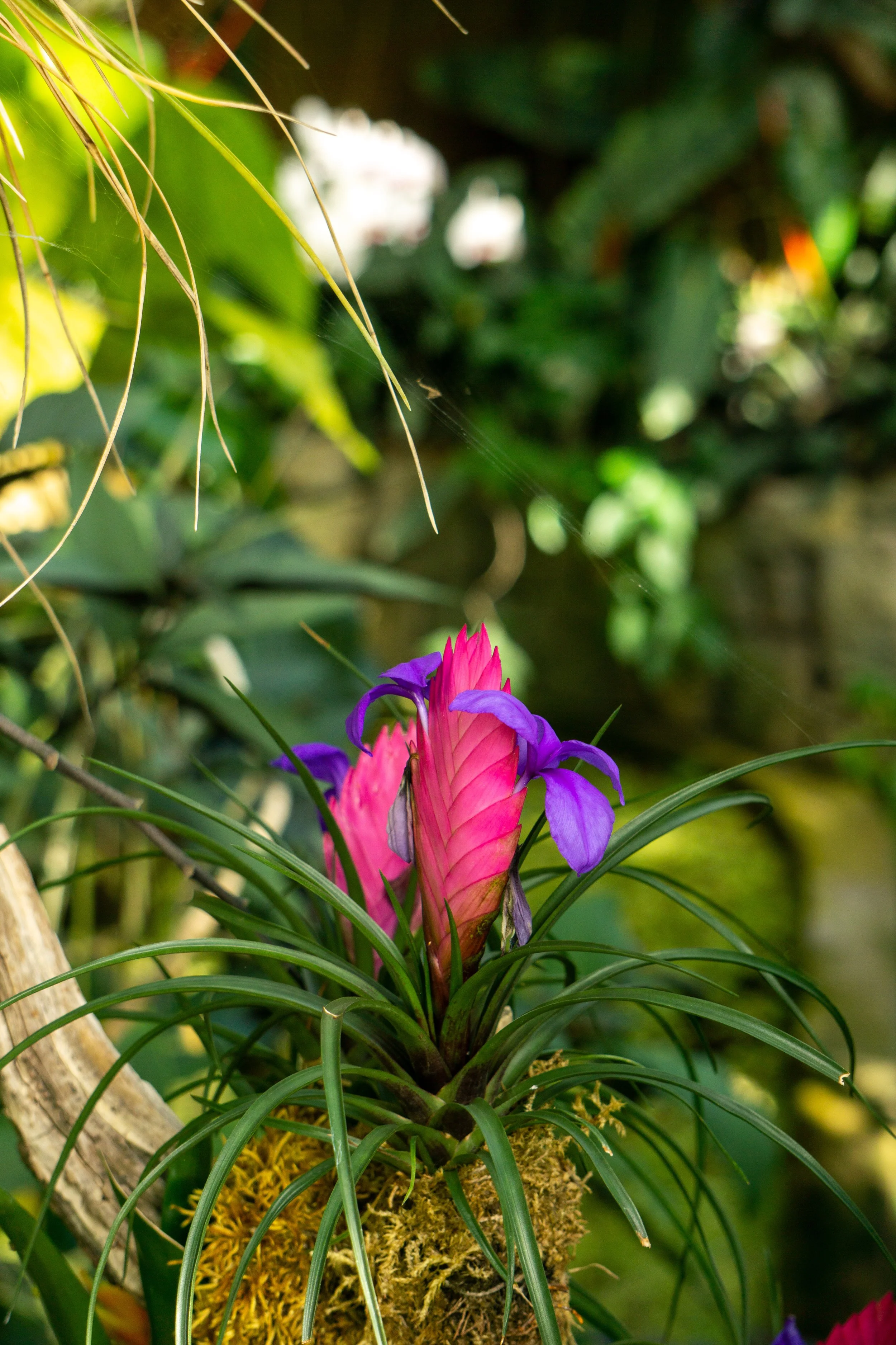 pink_flower_purple.jpg
