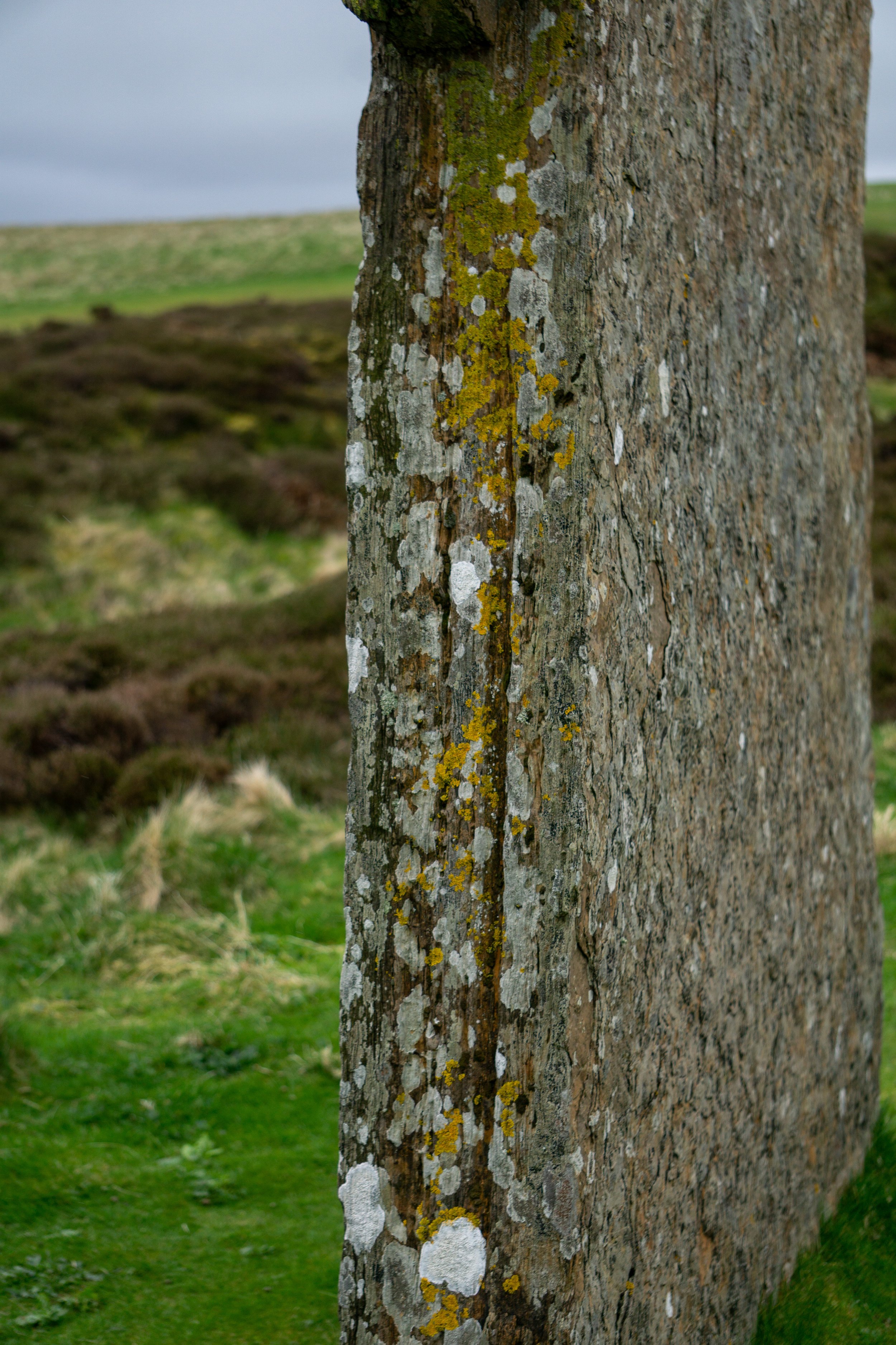 Close_up_ground.jpg