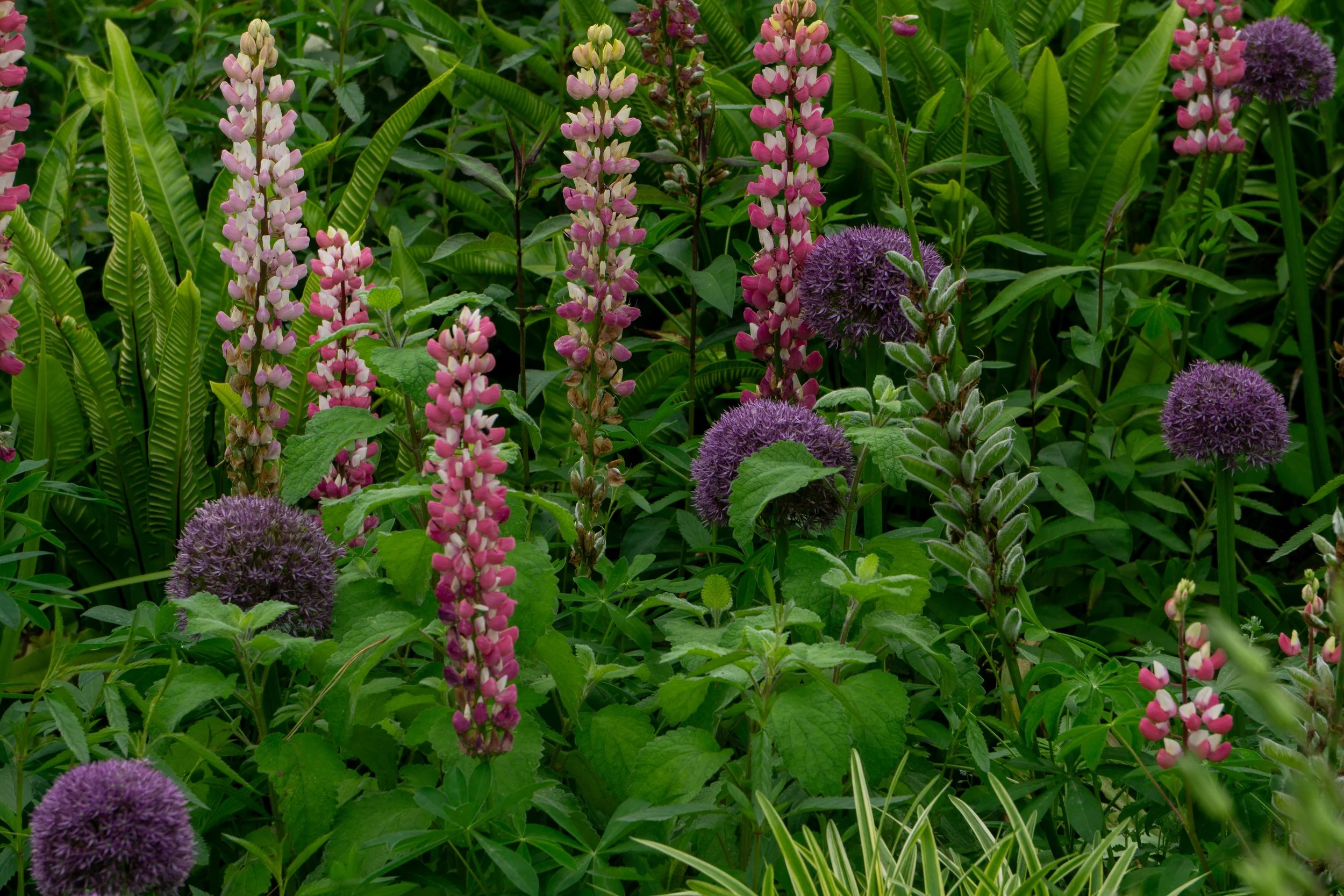 ninfa-flowers-close-up.jpg