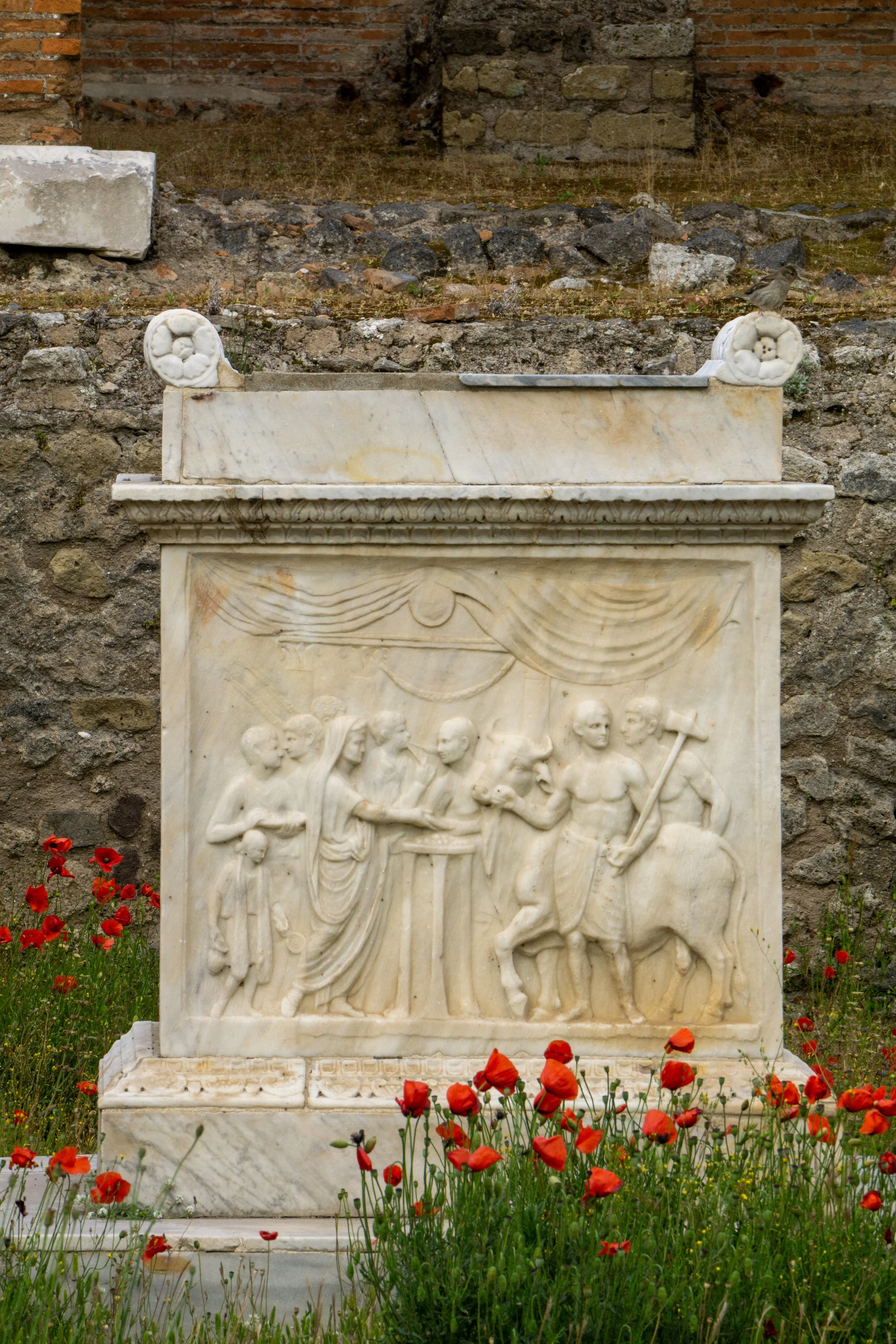 poppies.jpg