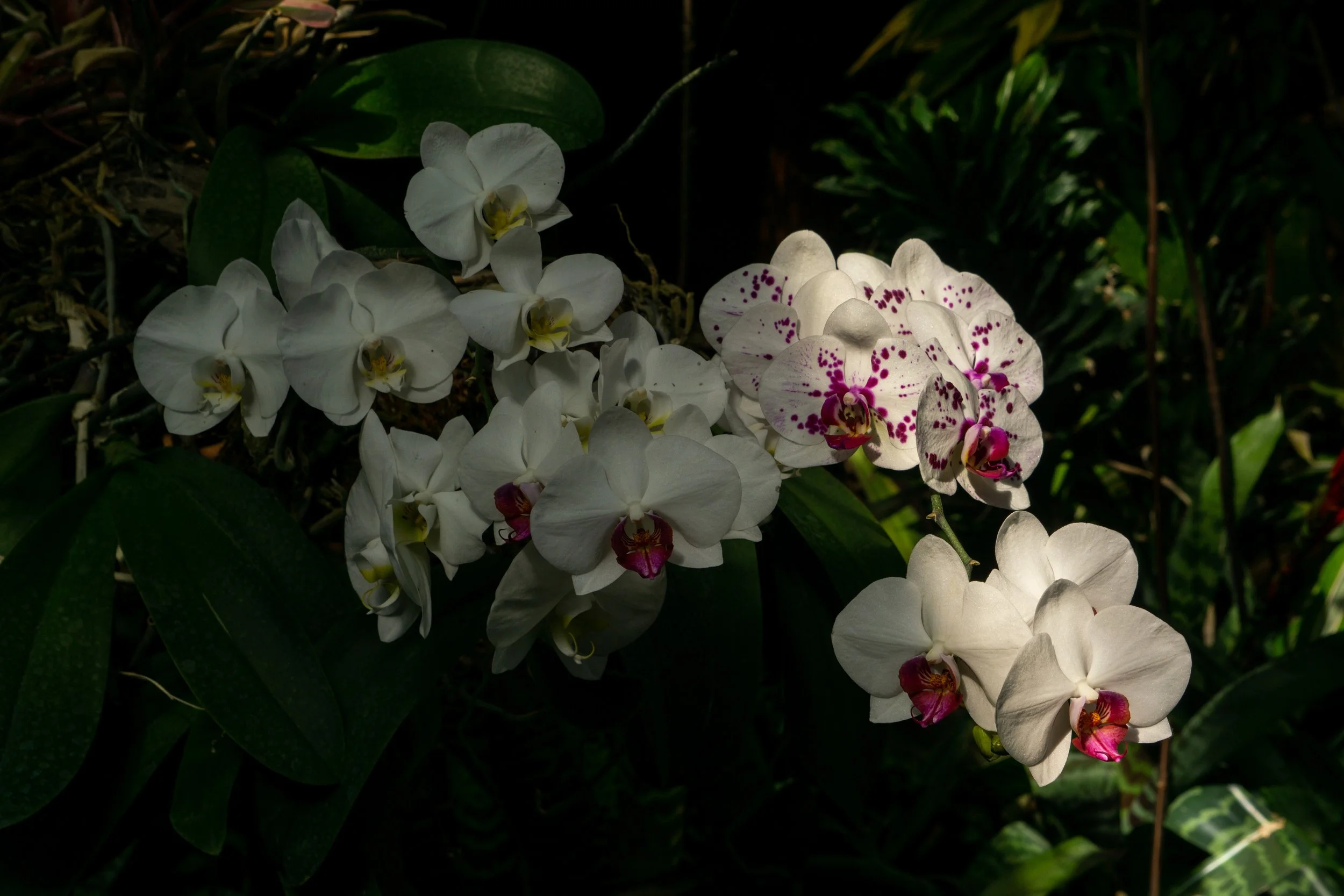 orchid.jpg