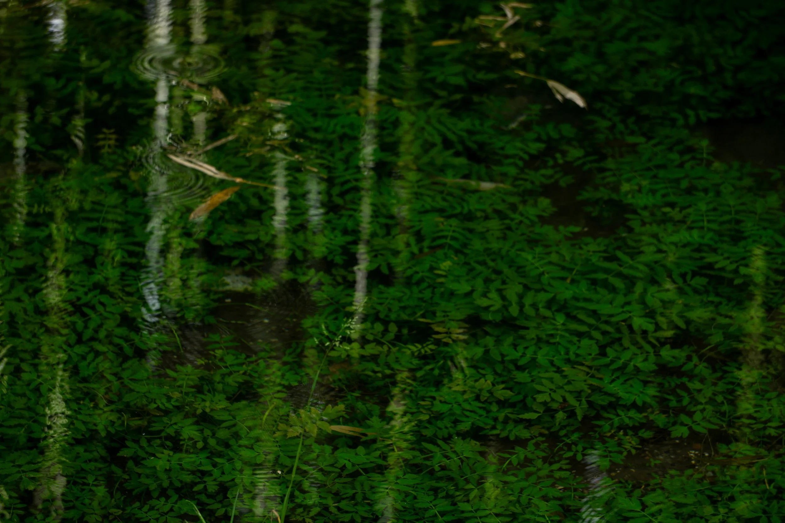 ninfa-water.jpg