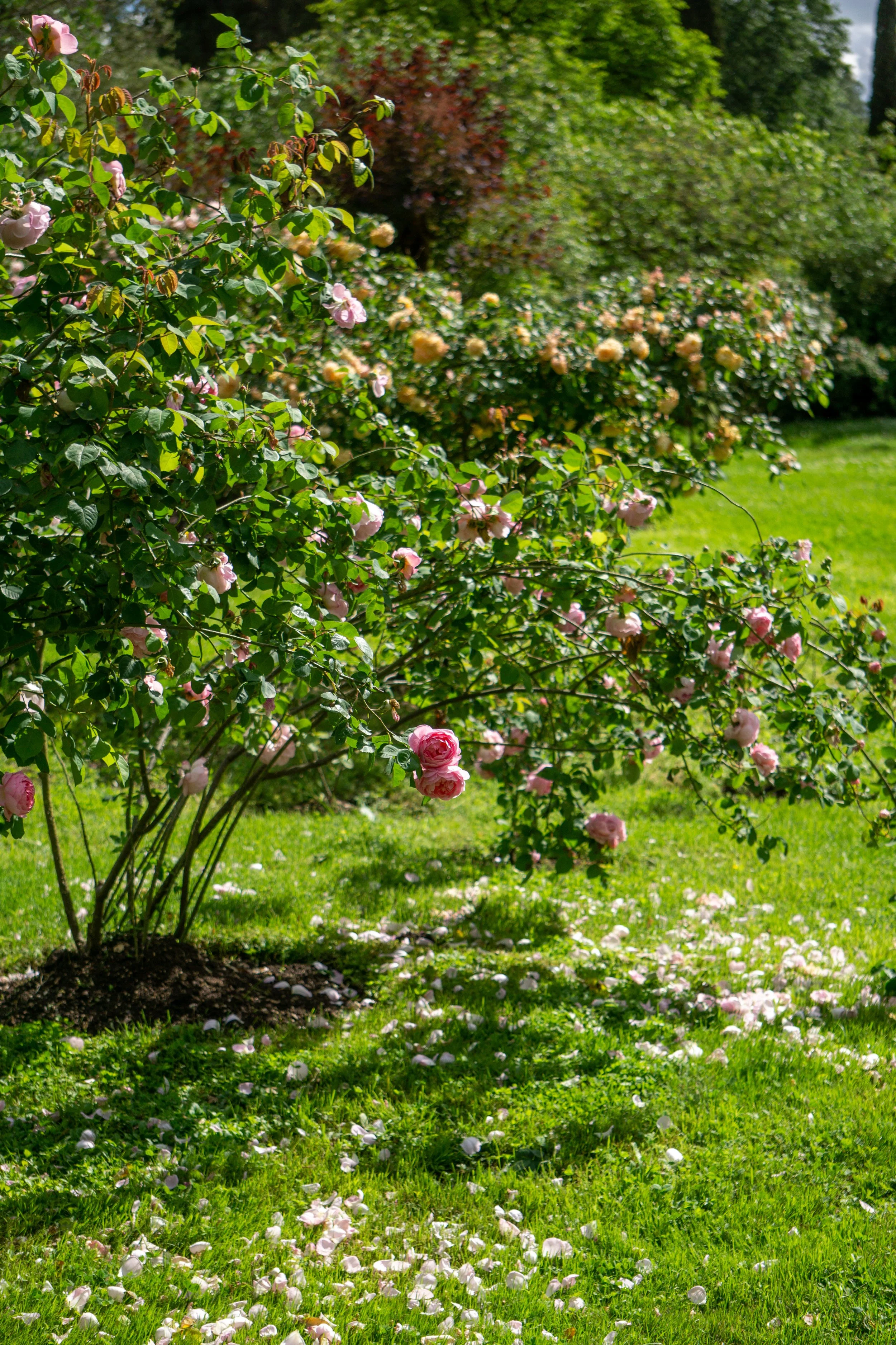 pink_roses.jpg