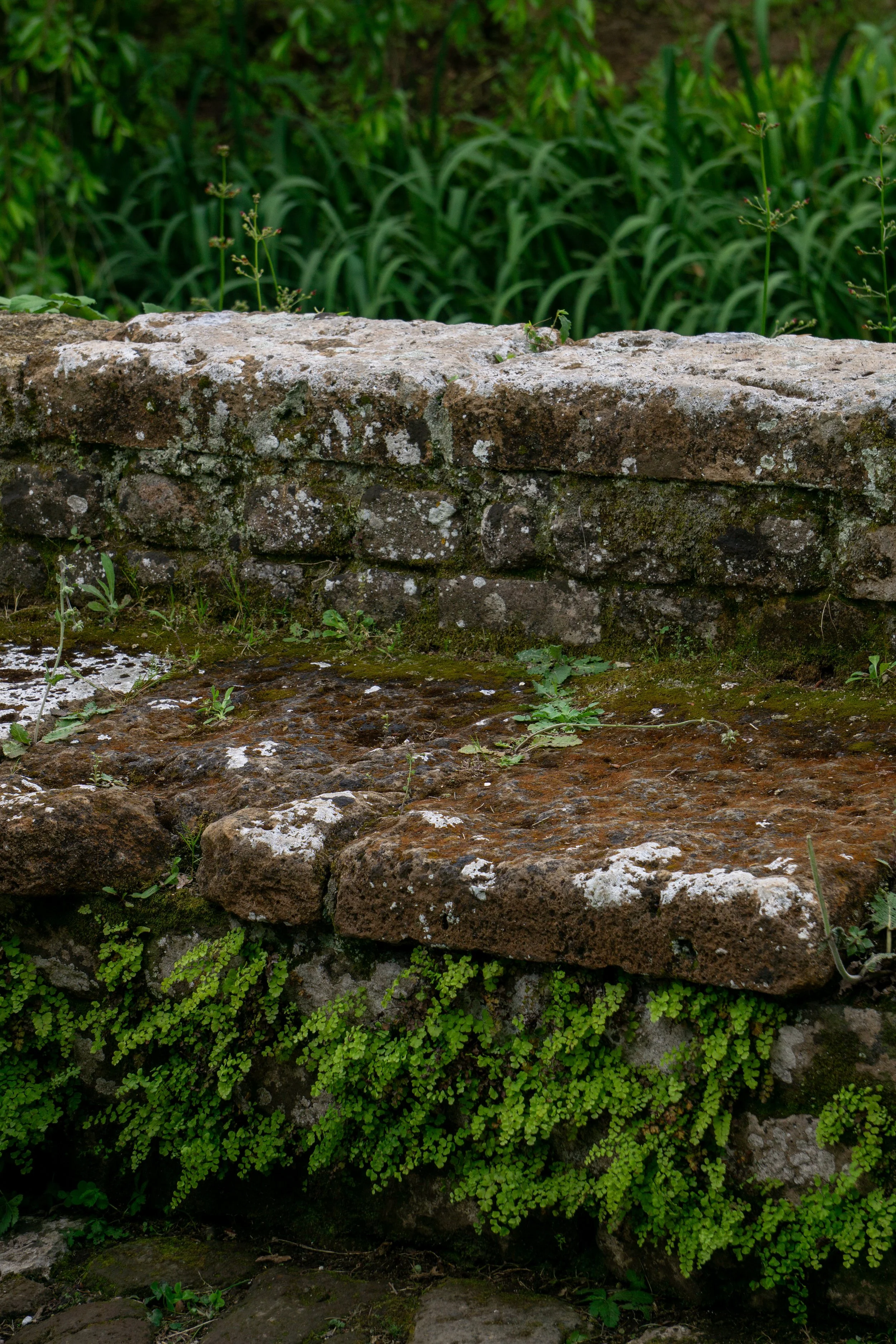 ferns-ruins-ninfa.jpg