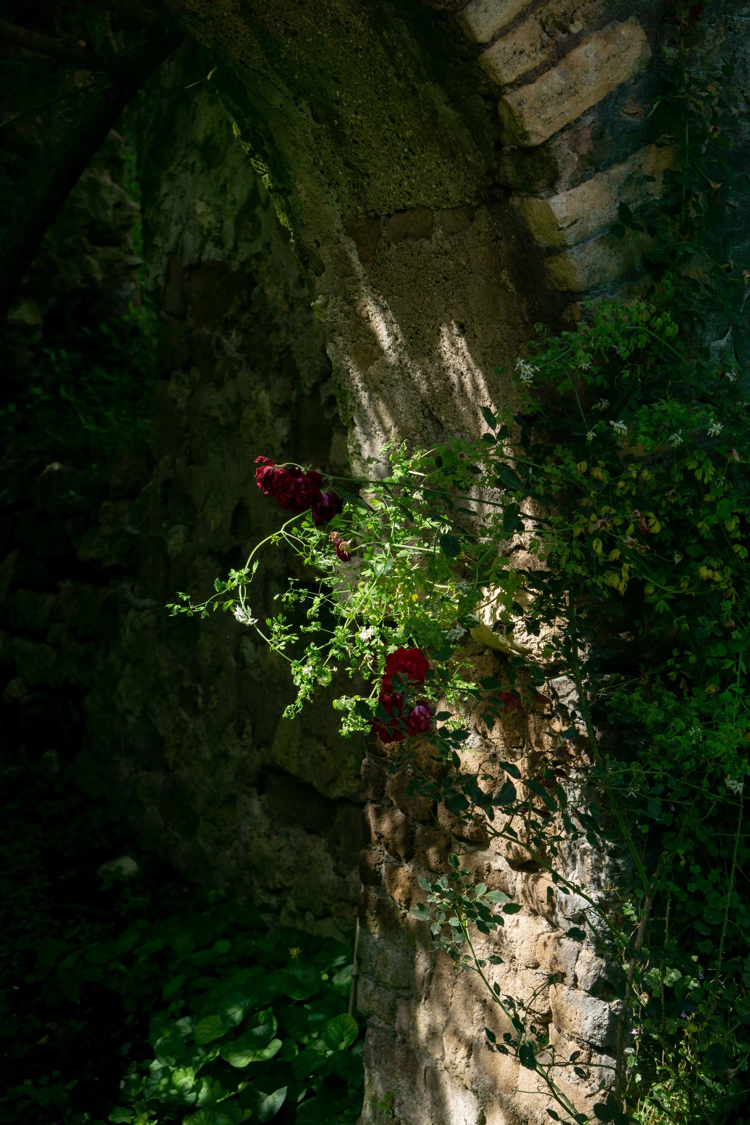 Red_Roses.jpg