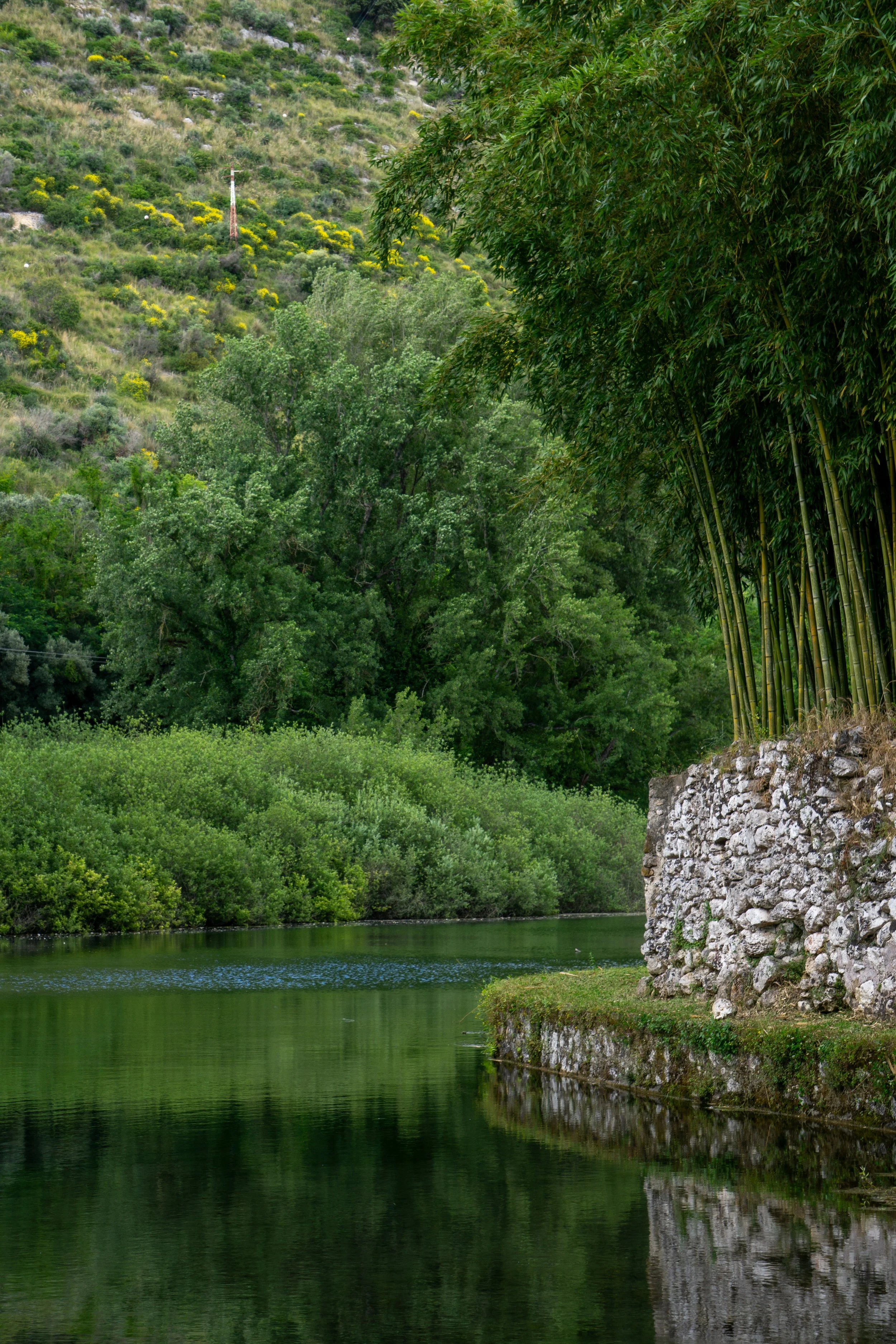 bamboo-pond.jpg