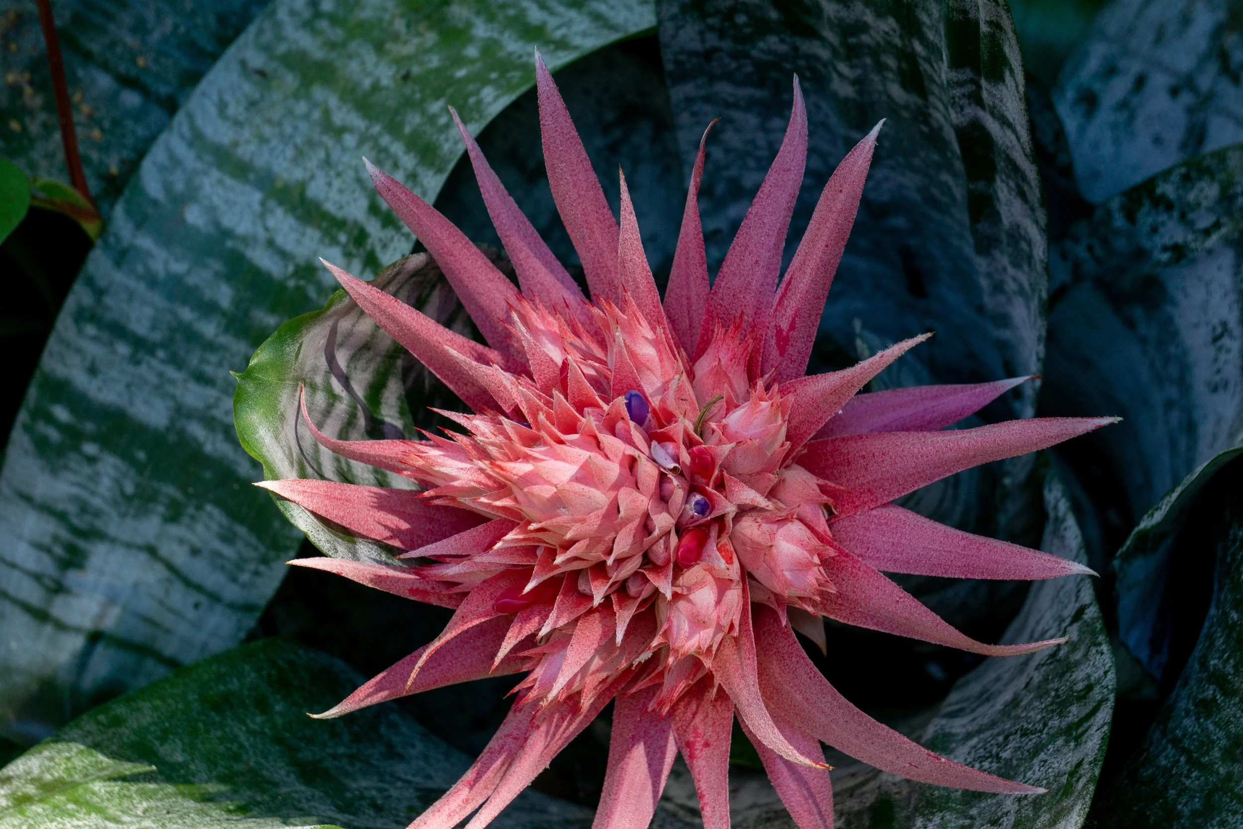 pink_flower.jpg