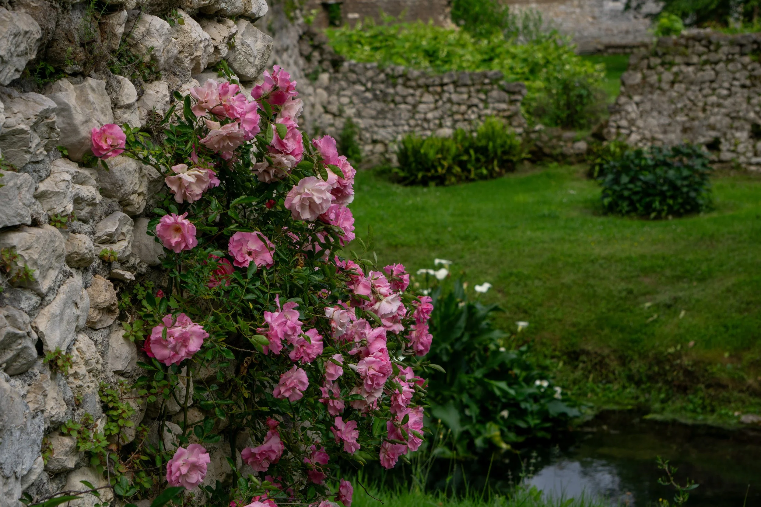 pink-flower-on-ruin.jpg