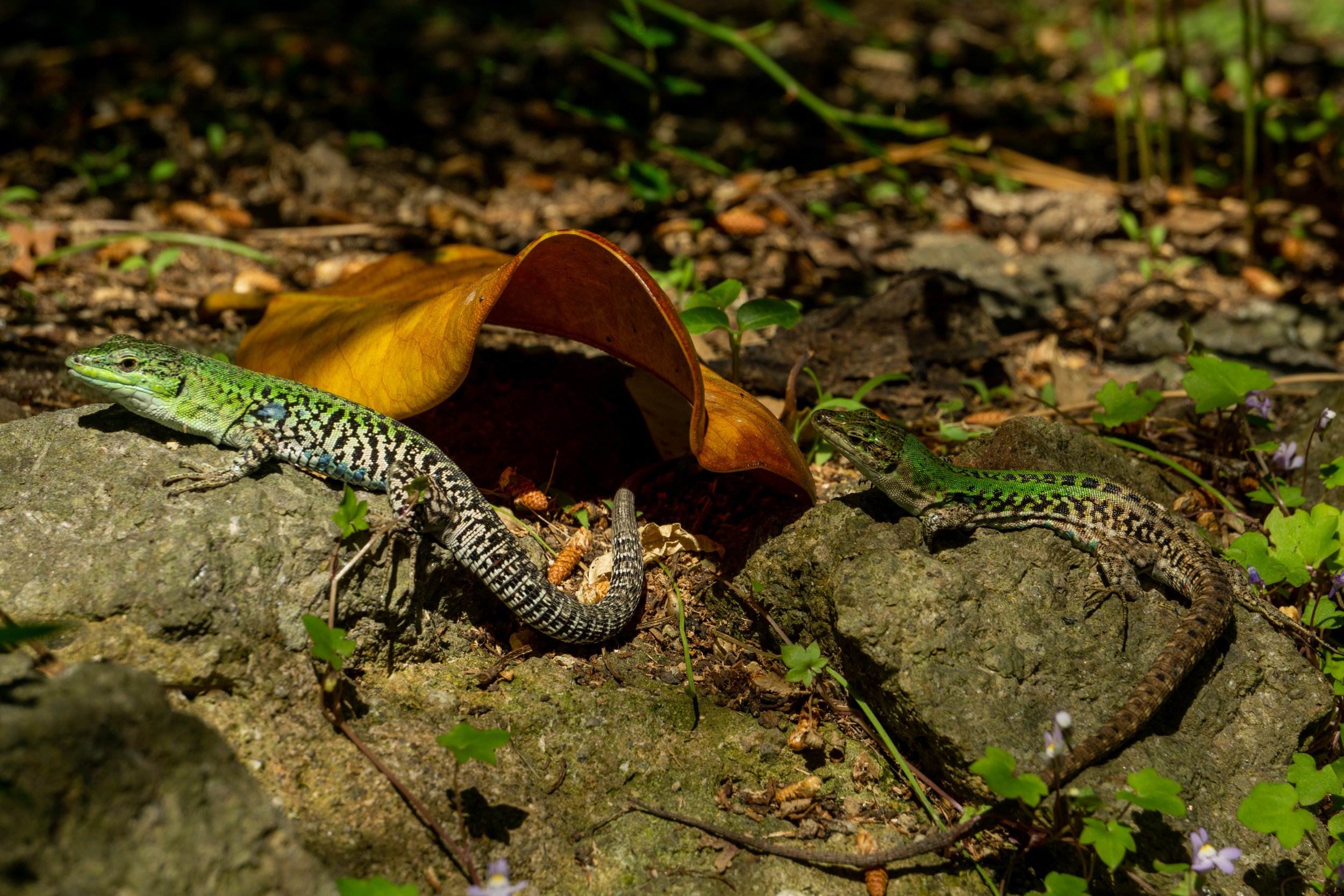 lizards.jpg