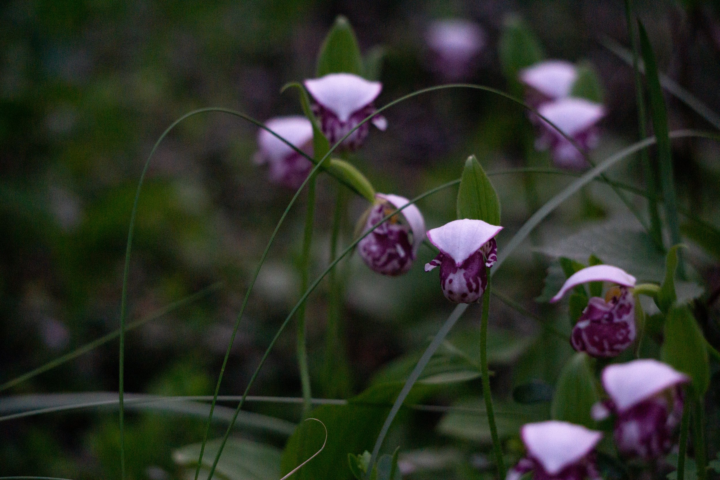 Midnight on the Orchid Trail