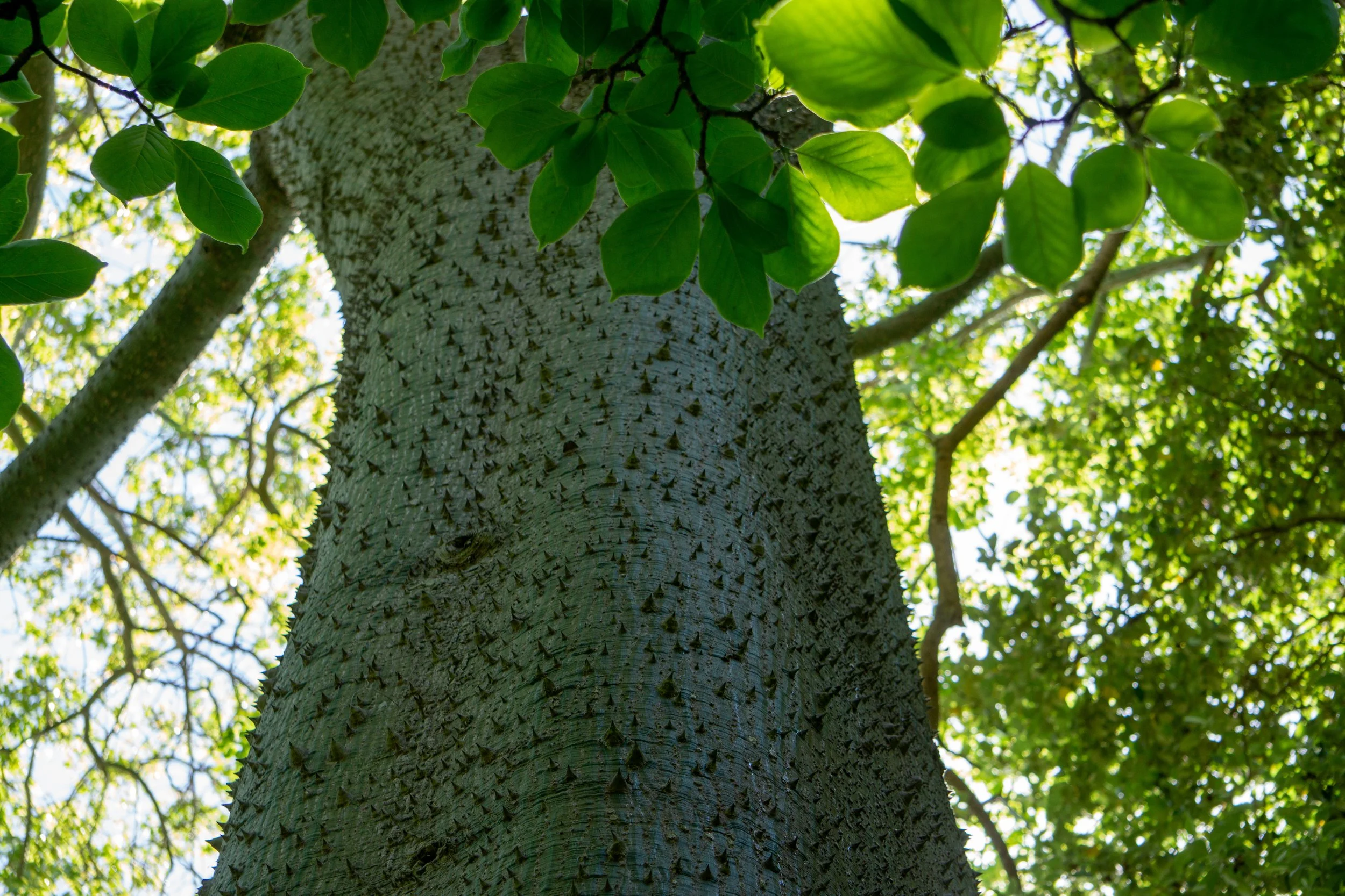 spiny_tree.jpg