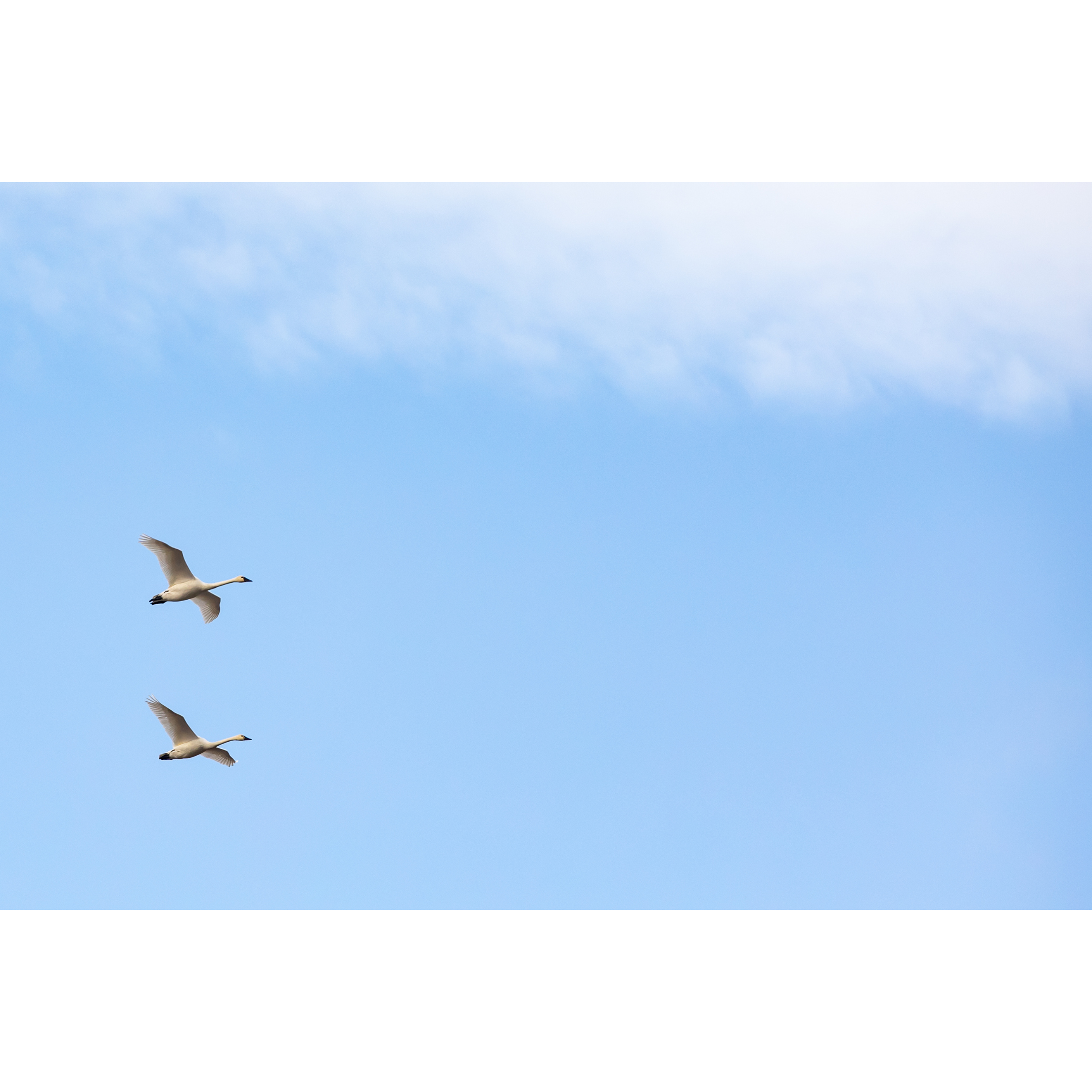 C-5 • "Blue Sky Swans" 