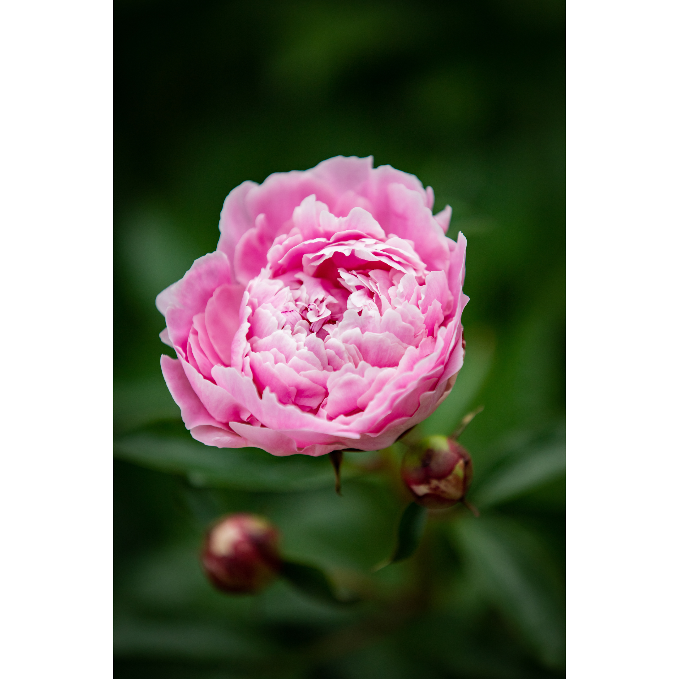 C-51 • "Peony" 