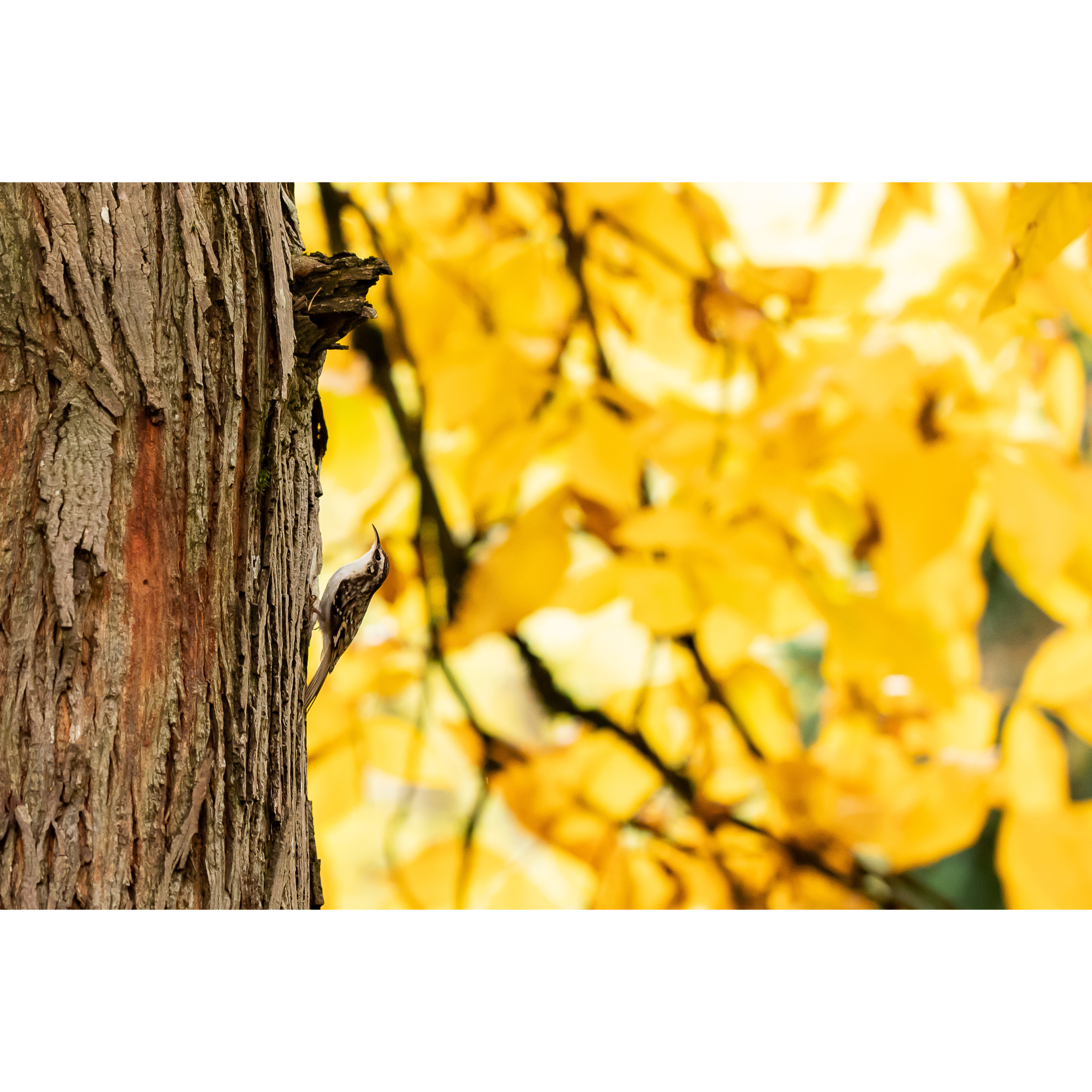 C-153 • "Autumn Surprises" 