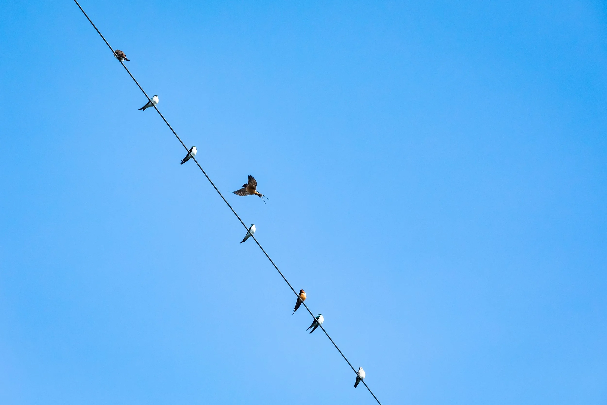 "Incoming Swallow"