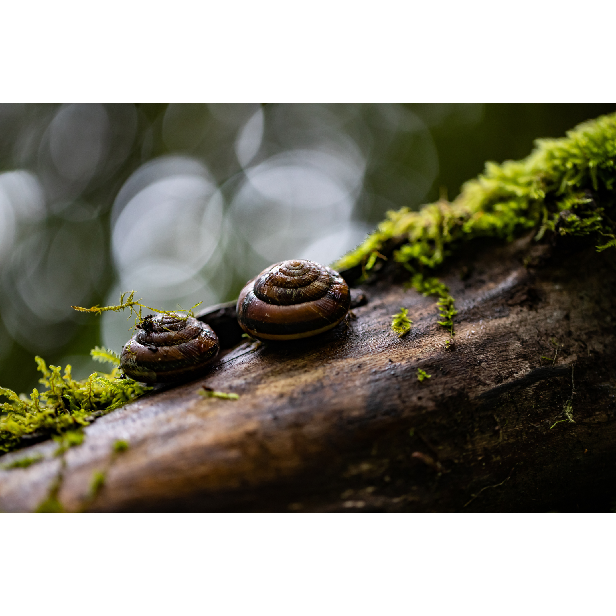 C-65 • "Snail Mates" 