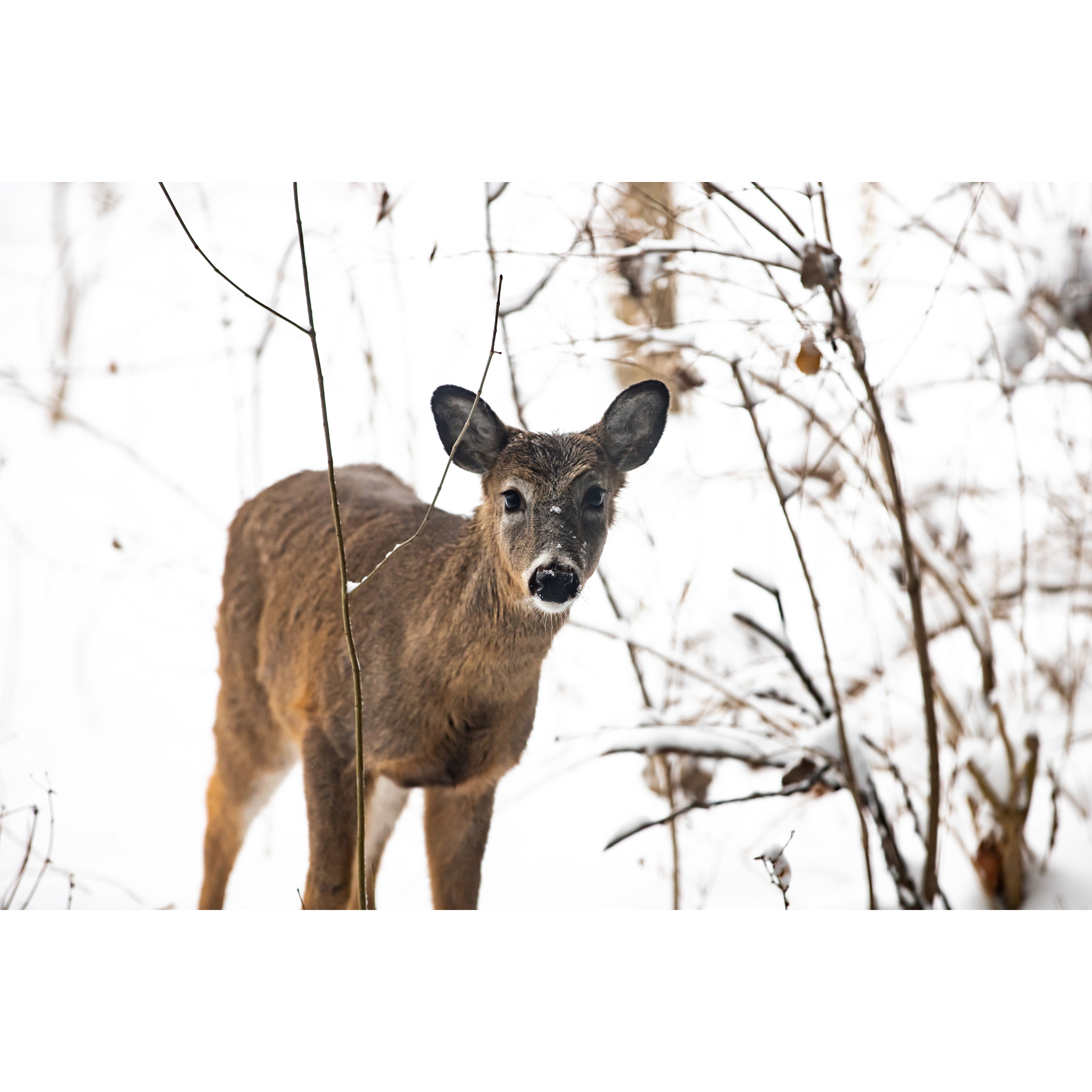 C-24 • "Snowy Deer" 
