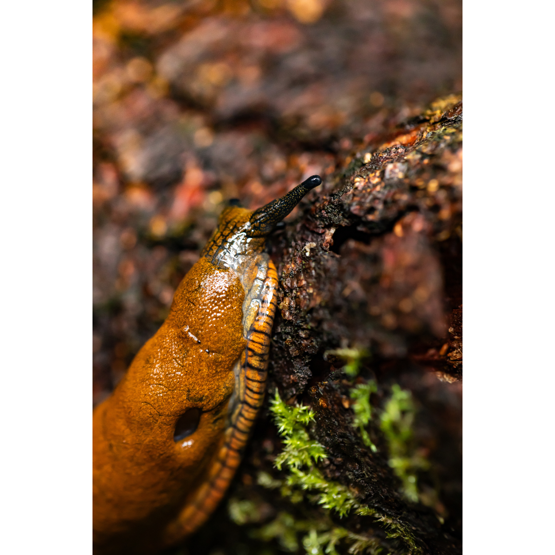Monarch_Photo.png