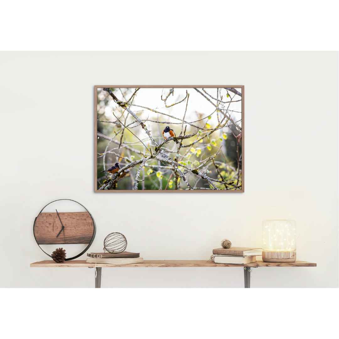 "Spotted Towhee Couple" Print