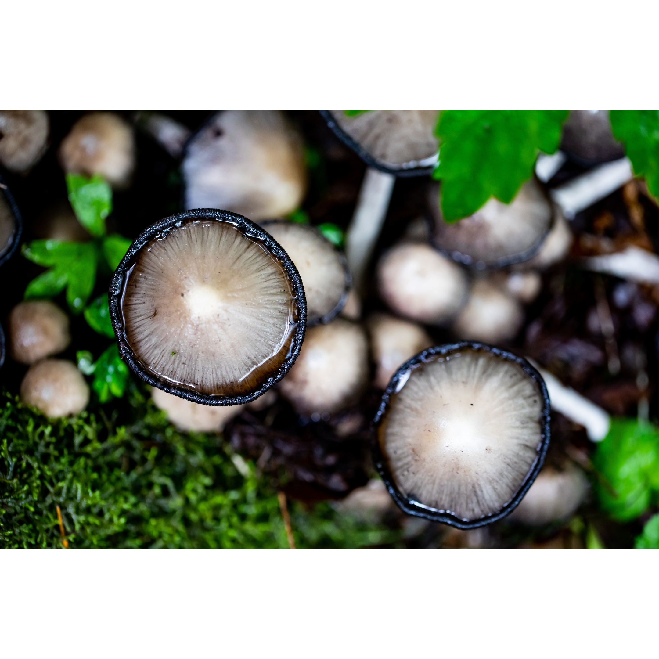 C-64 • "Mushroom Party" 