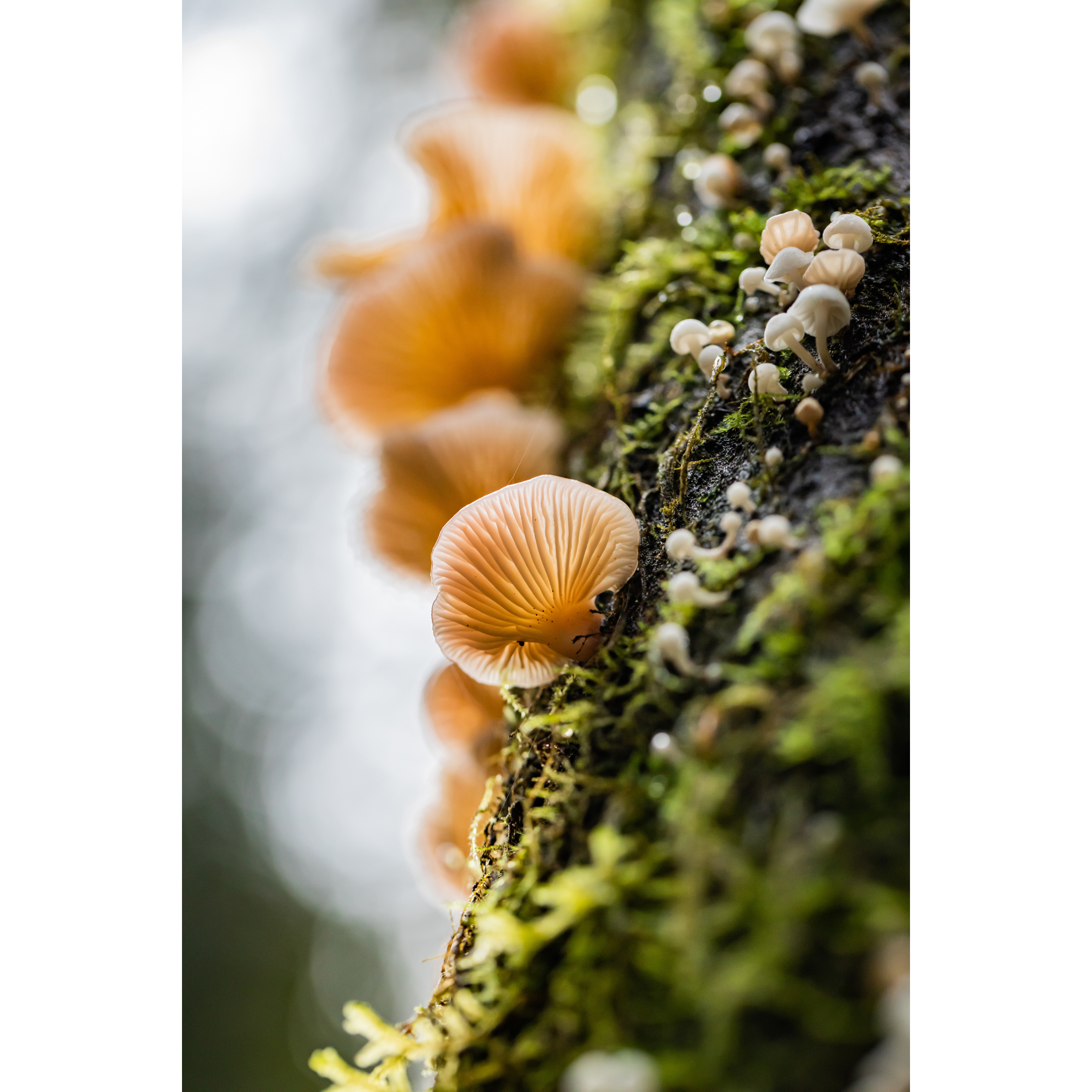 C-76 • "Cascading Mushrooms" 