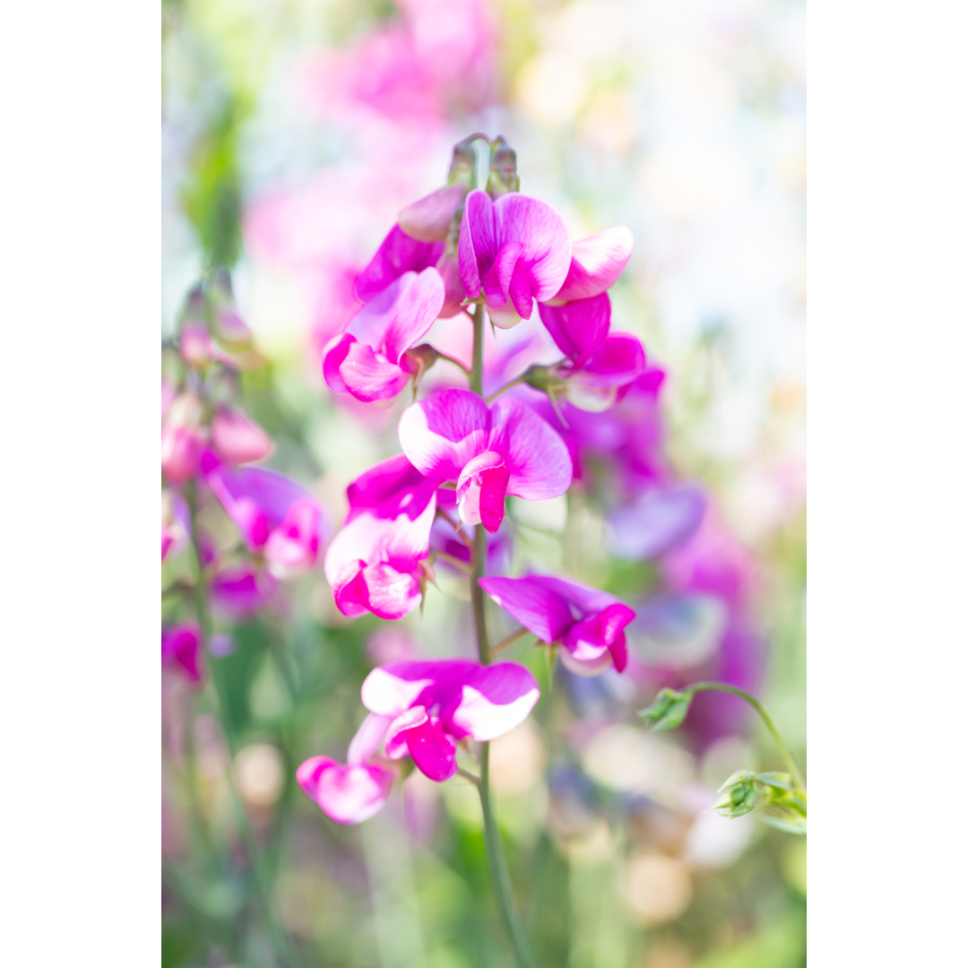 C-100 • "Sweet Pea Pastels" 
