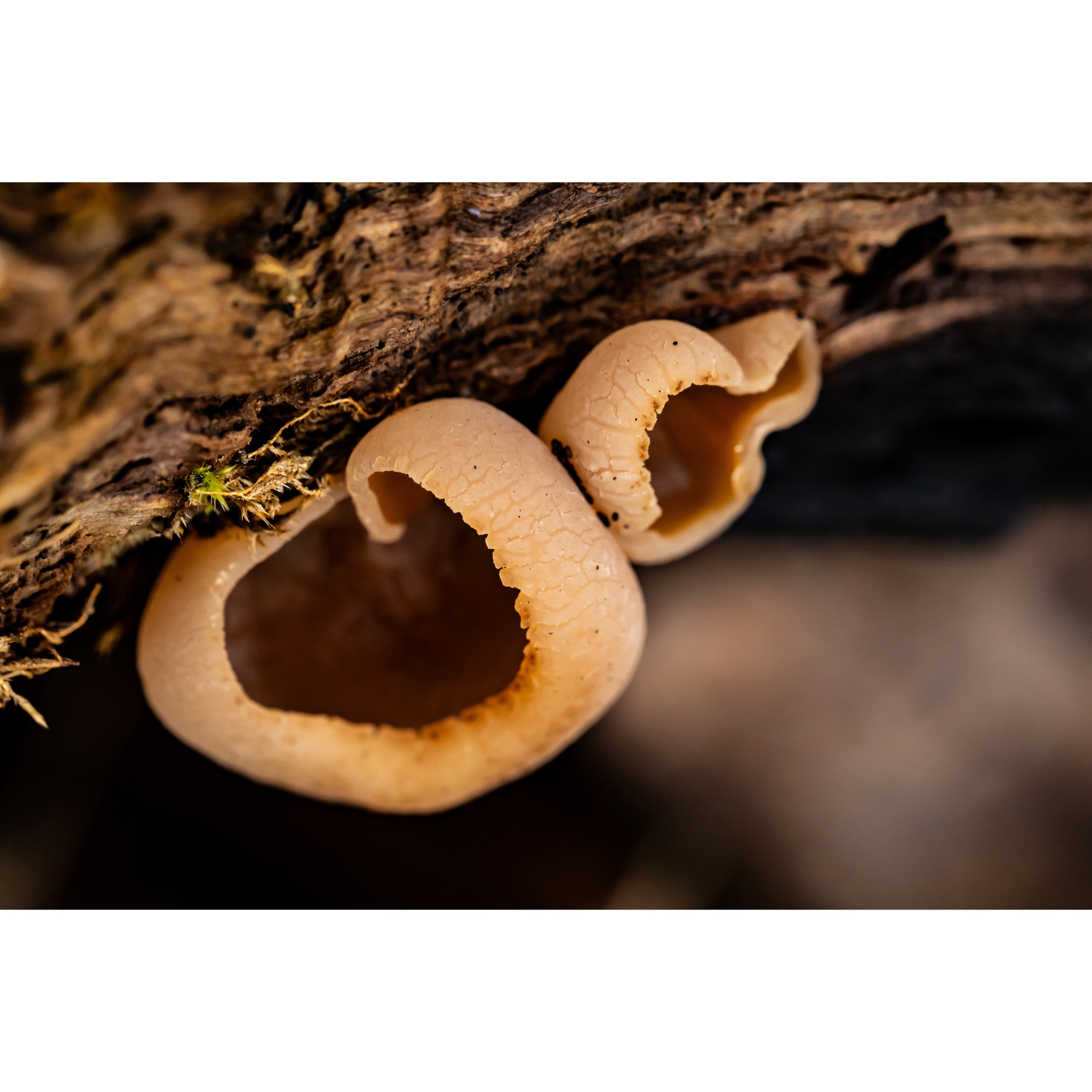 C-139 • "Nature's Earlobes" 