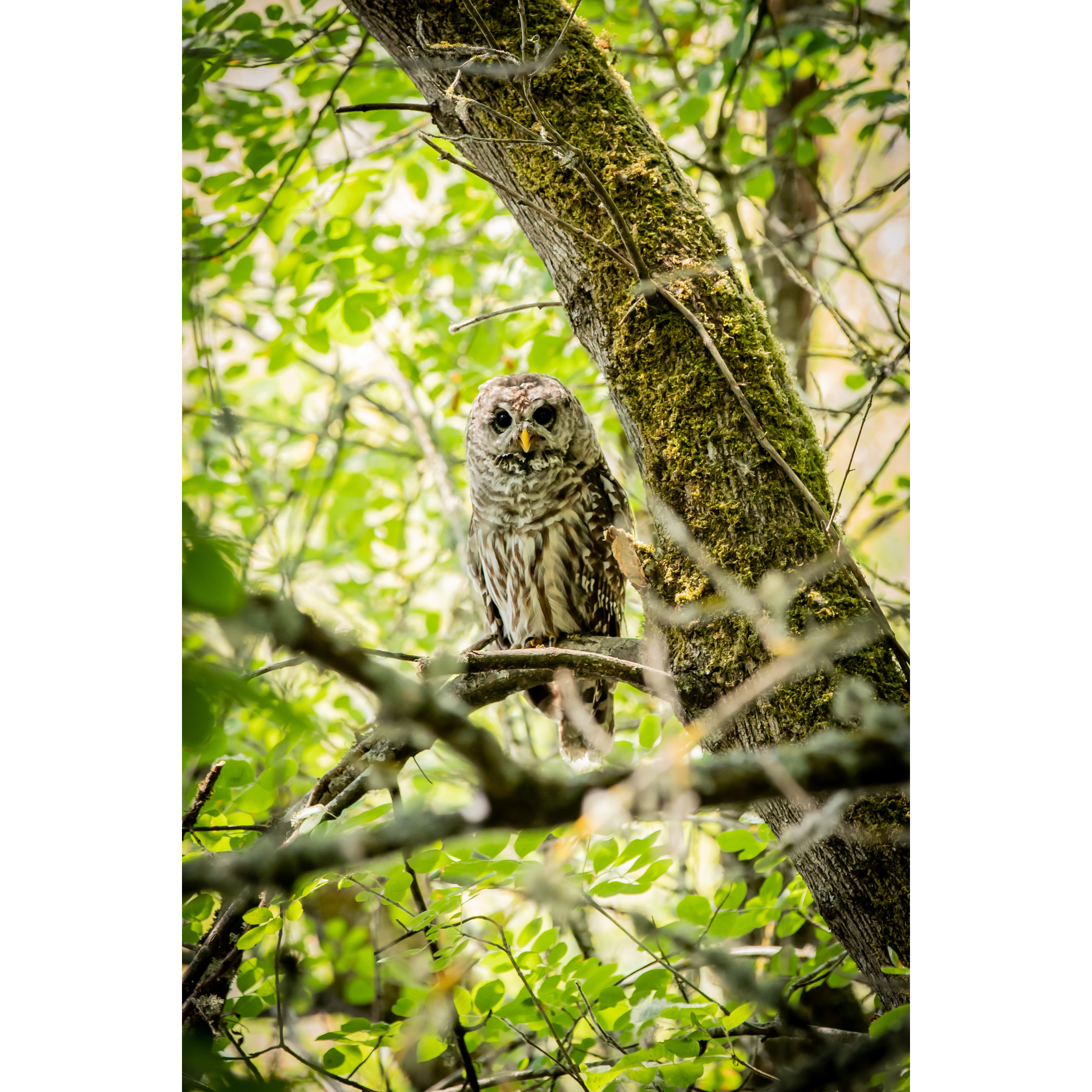 C-17 • "Barred Owlet" 