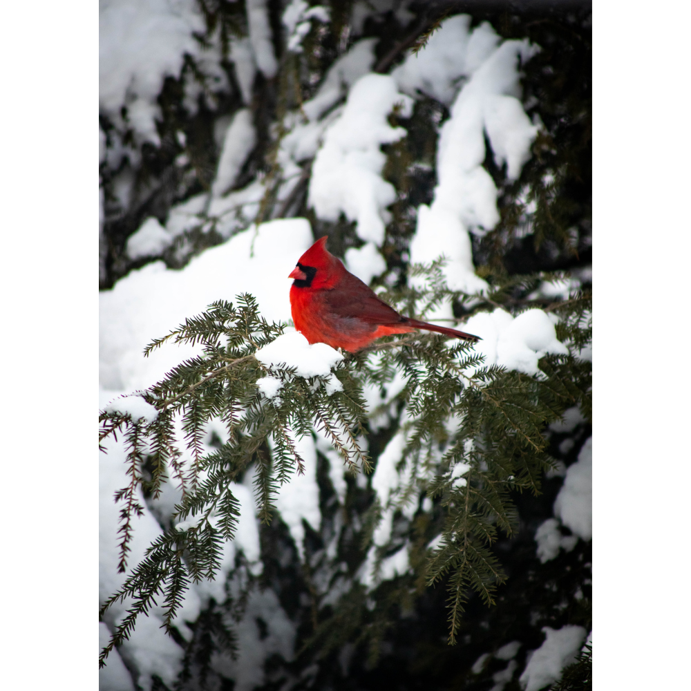 C-38 • "Winter Cardinal" 