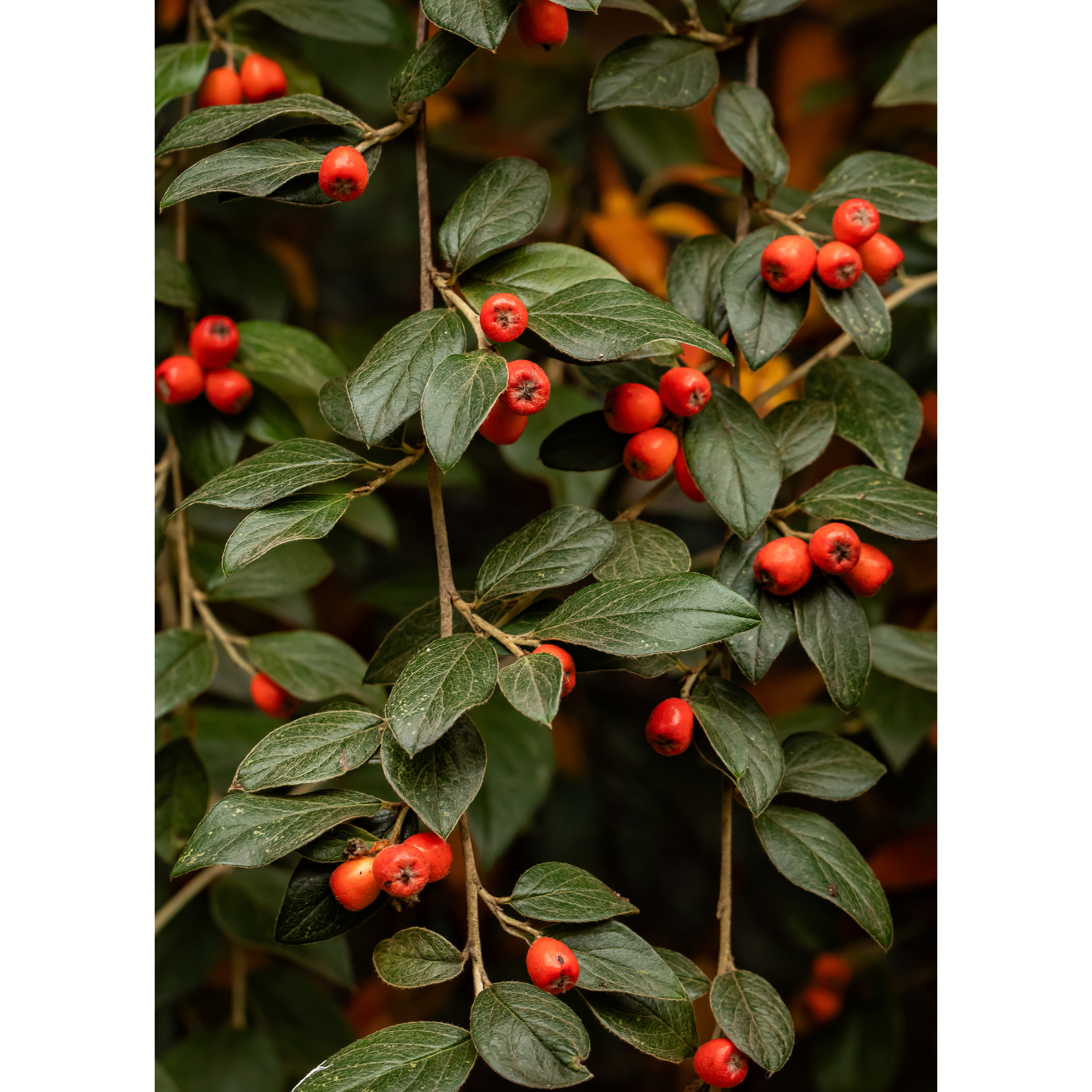C-182 • "Hints of Holiday" 
