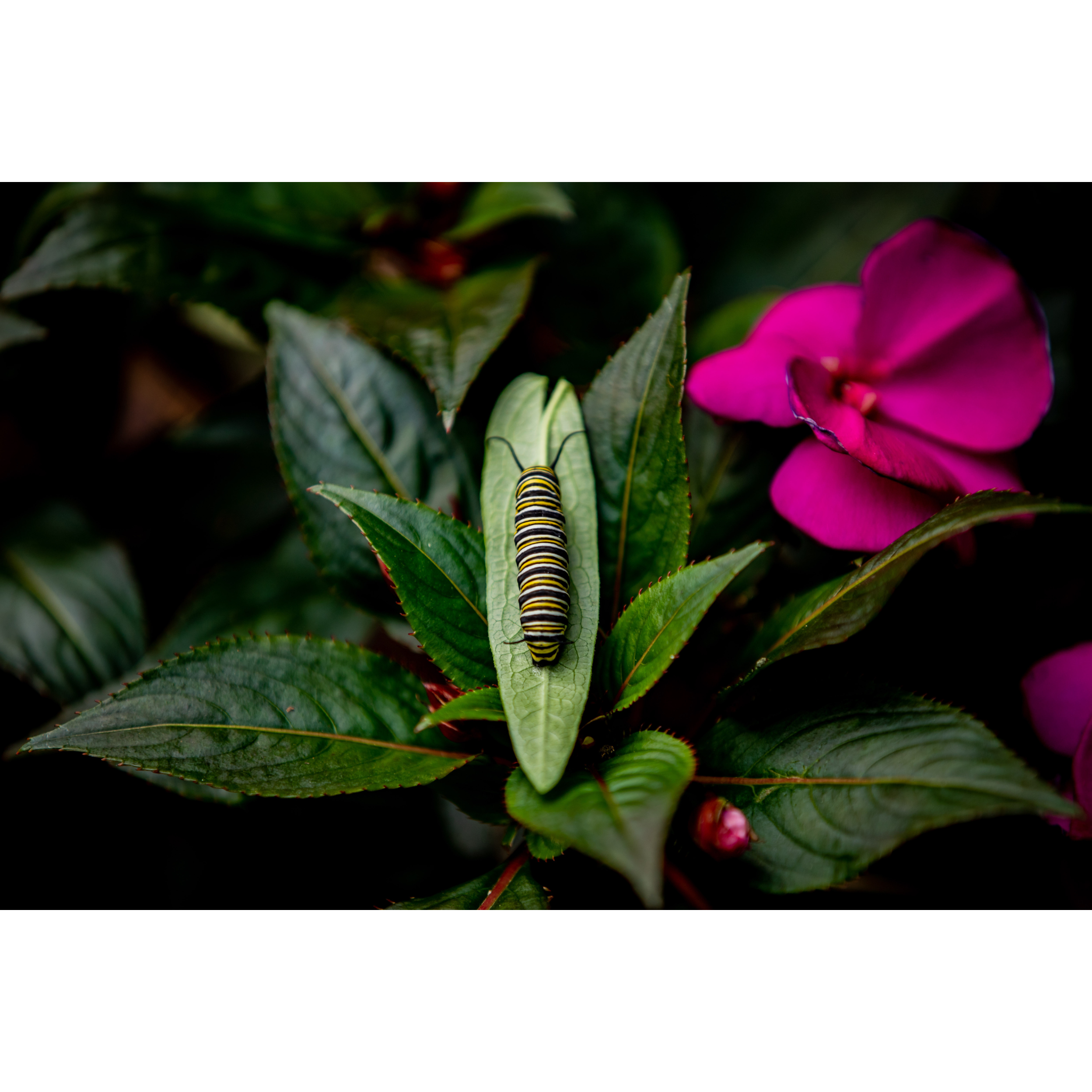 C-8 • "Garden Caterpillar" 