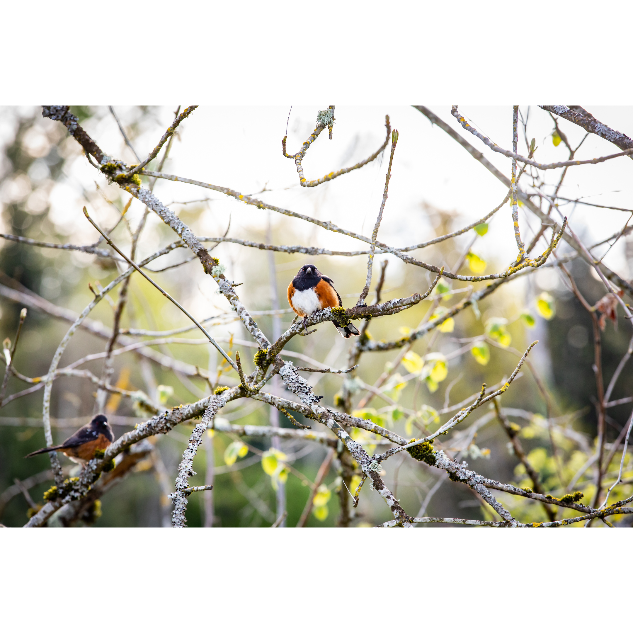 C-44 • "Spotted Towhee Couple" 