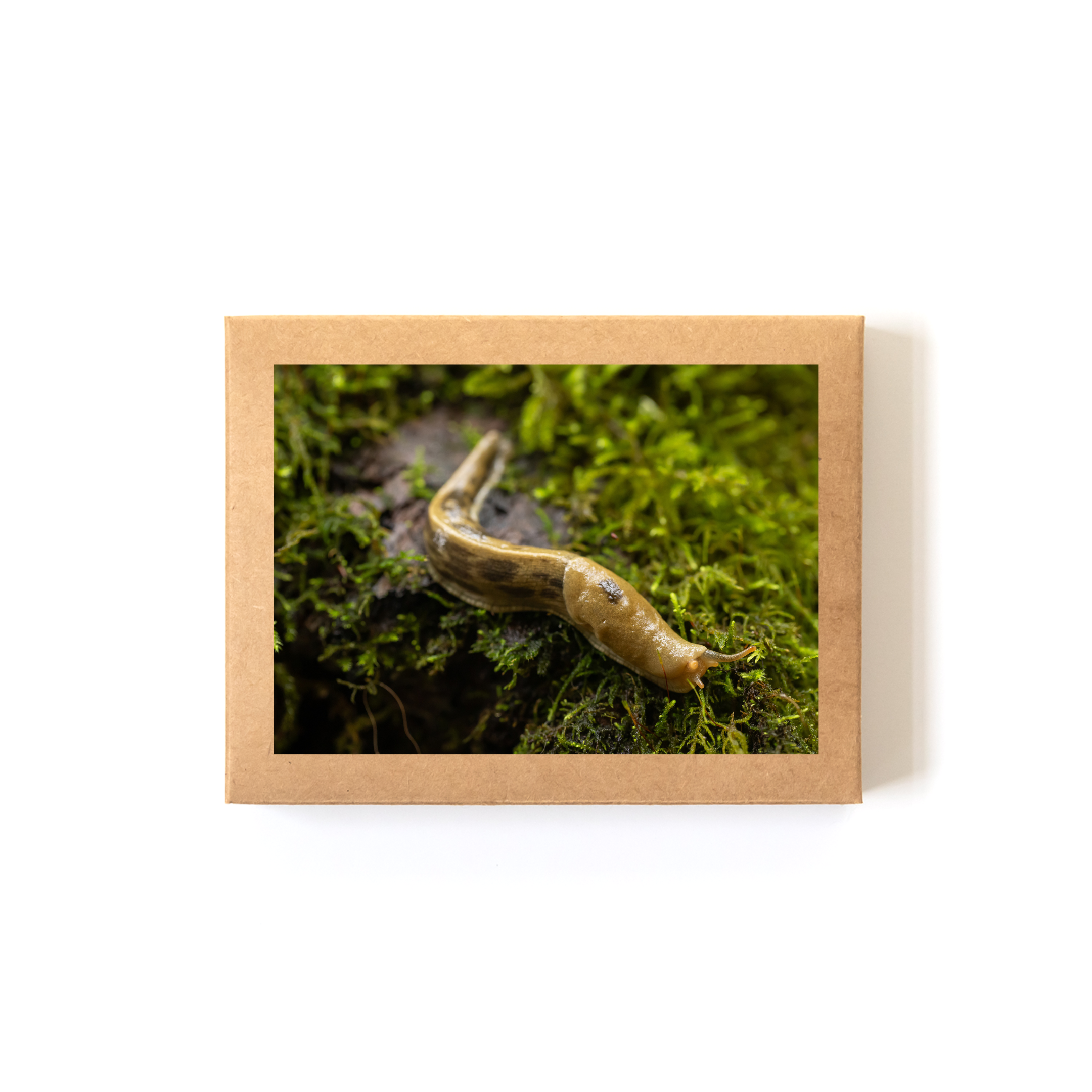 Slither_Boxed Set.png