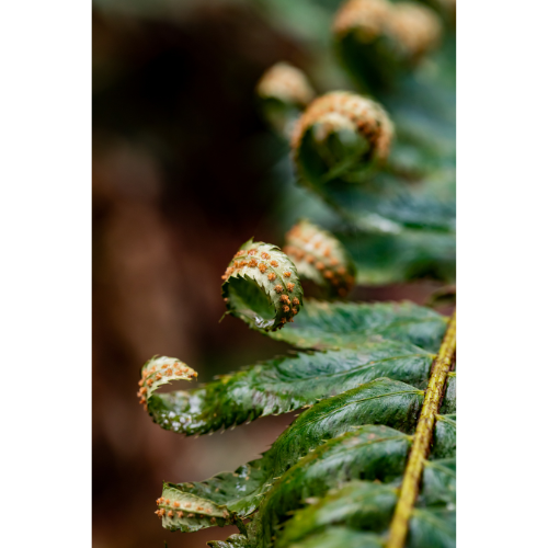 C-156 • "Fern Spores" 