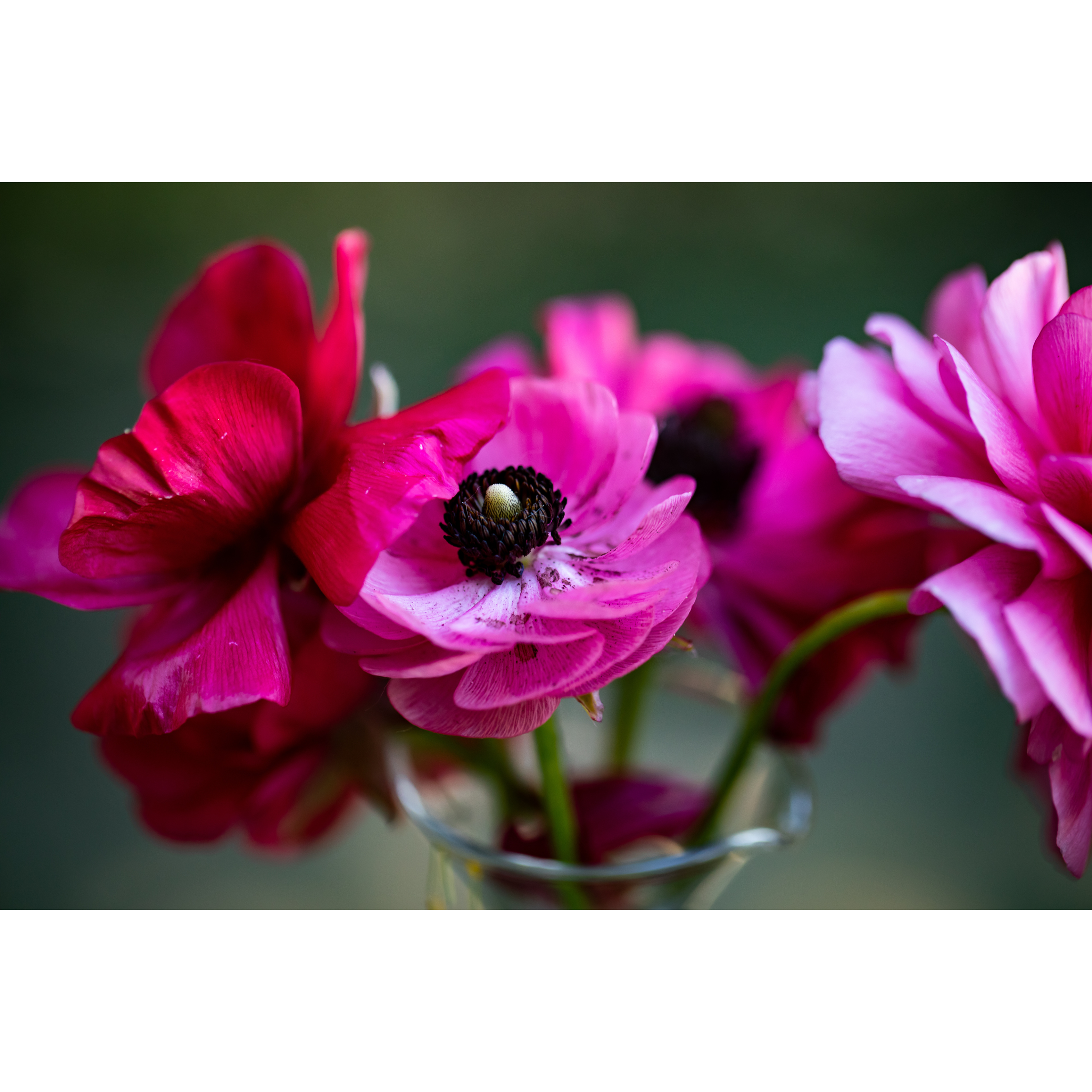 C-60 • "Ranunculus Bouquet" 