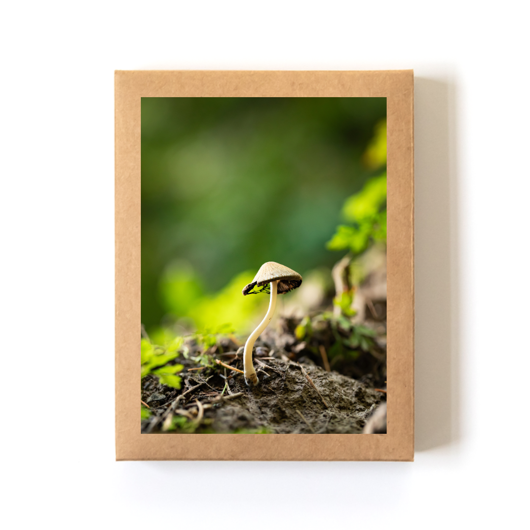 Hey beautiful_Boxed Set.png