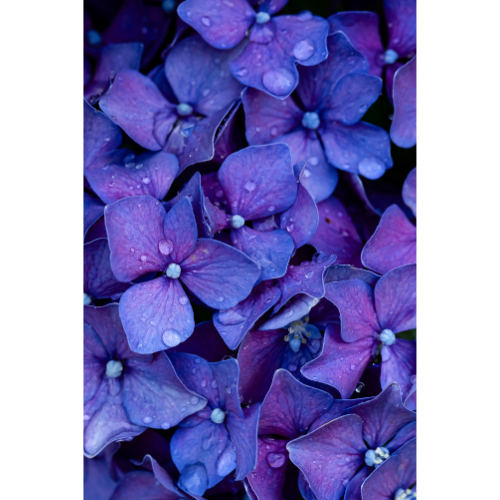 C-66 • "Summer Hydrangeas" 