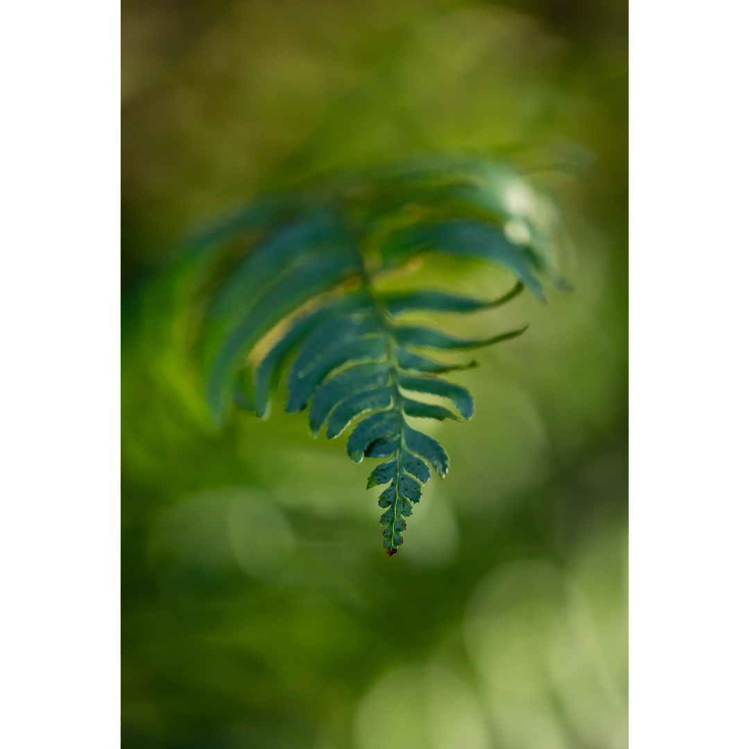 C-154 • "Fern Dreams" 