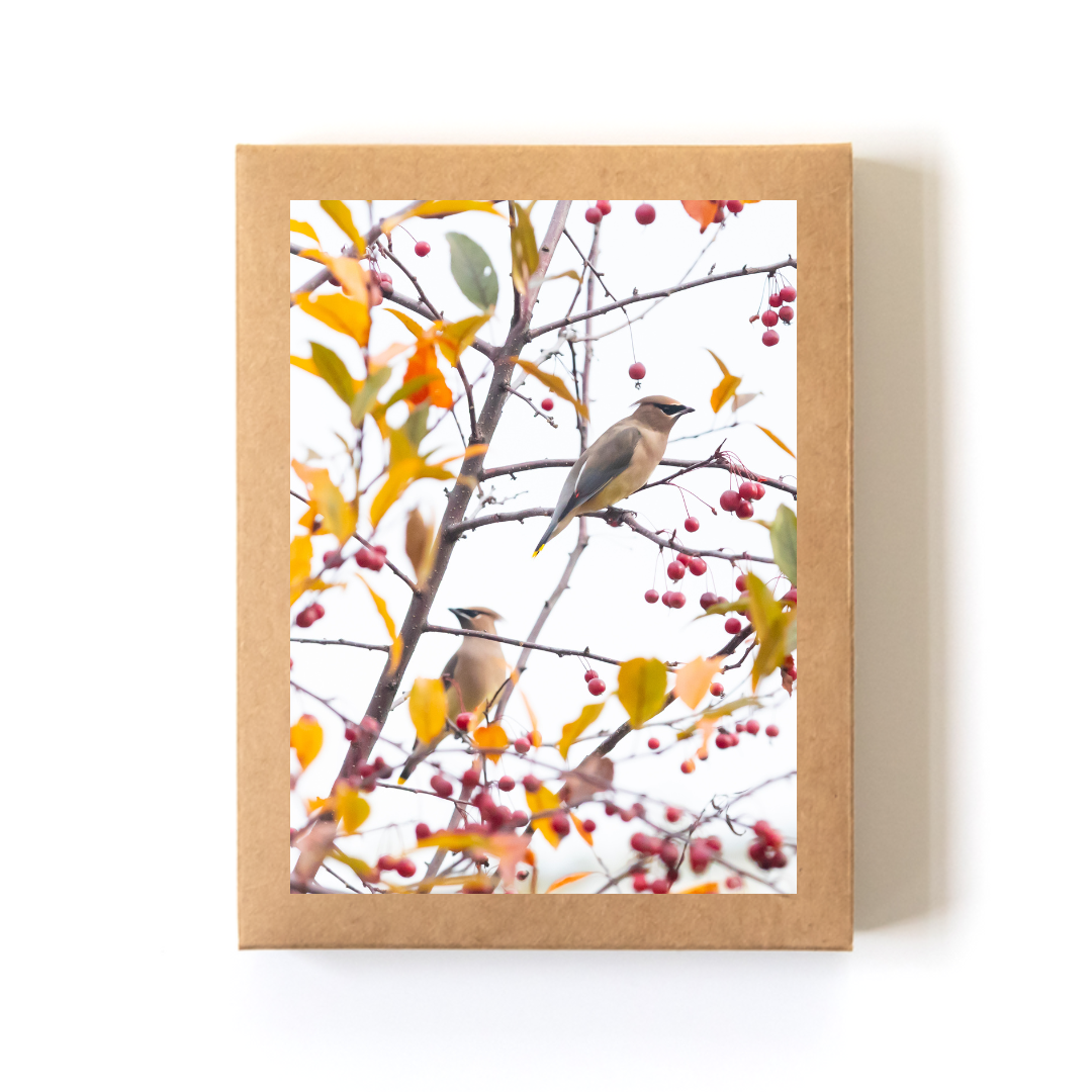 Berry Season_Boxed Set.png