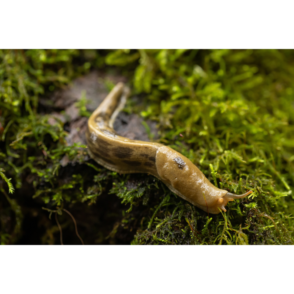 Slither Slug