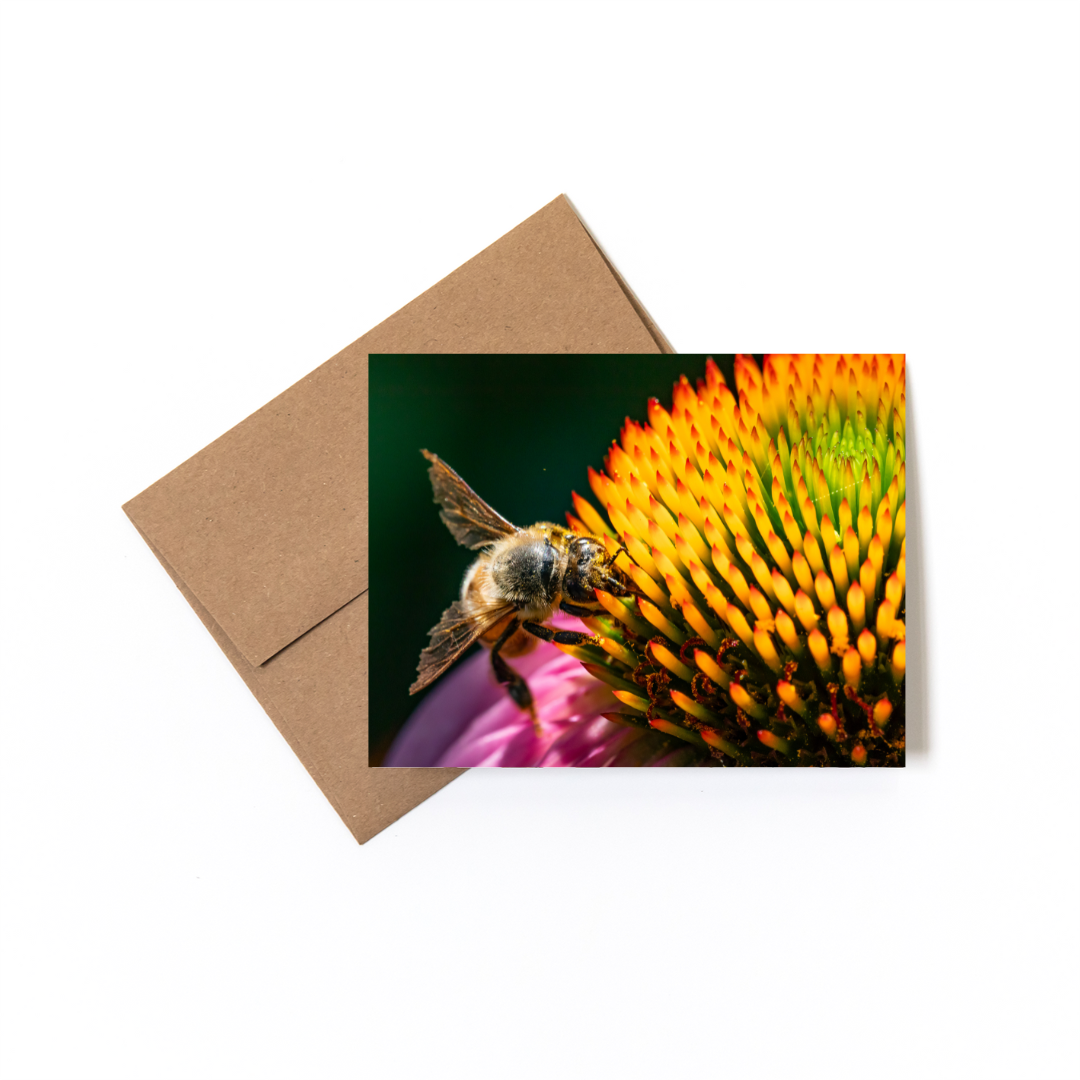 Spines_Card.png