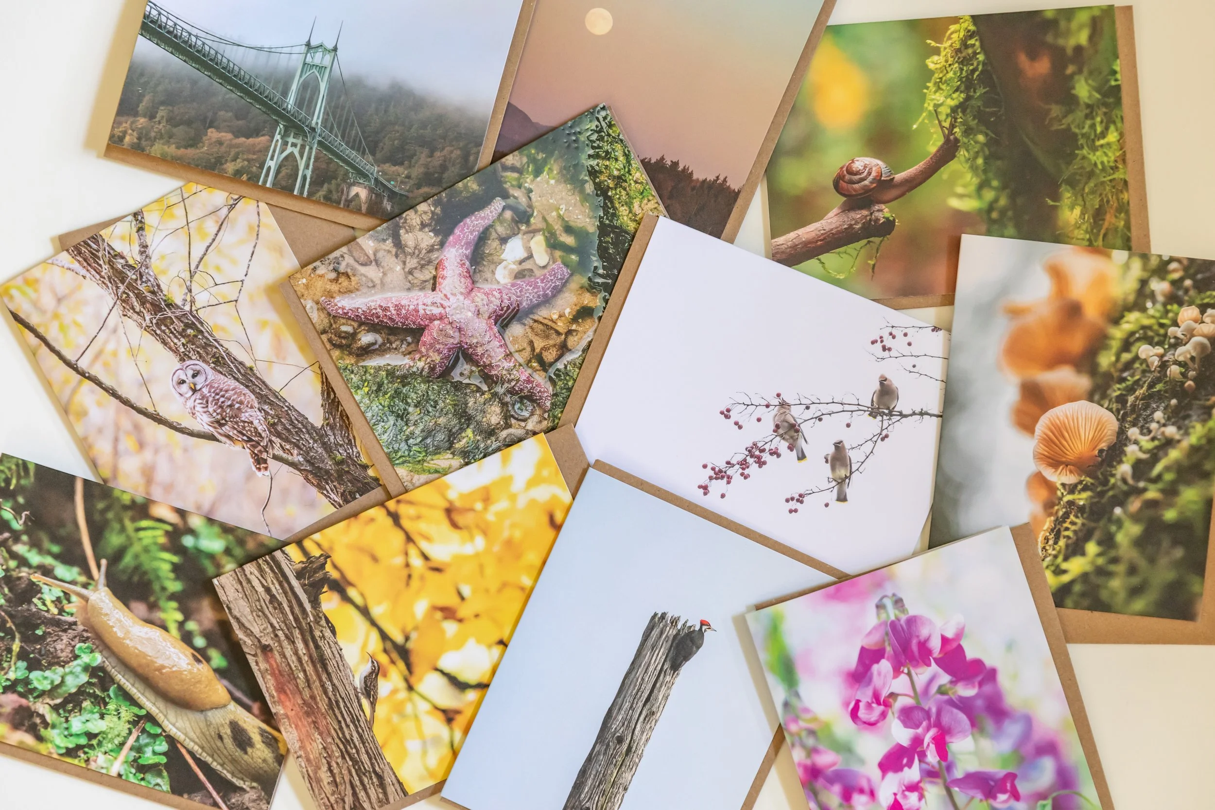 An array of greeting cards by Andrea Morris Studio