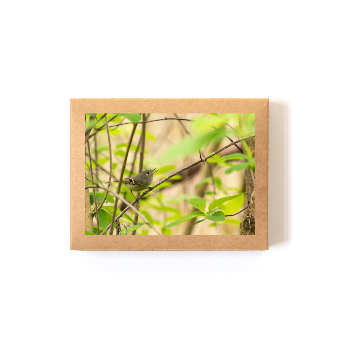 Chatter_Boxed Set.png