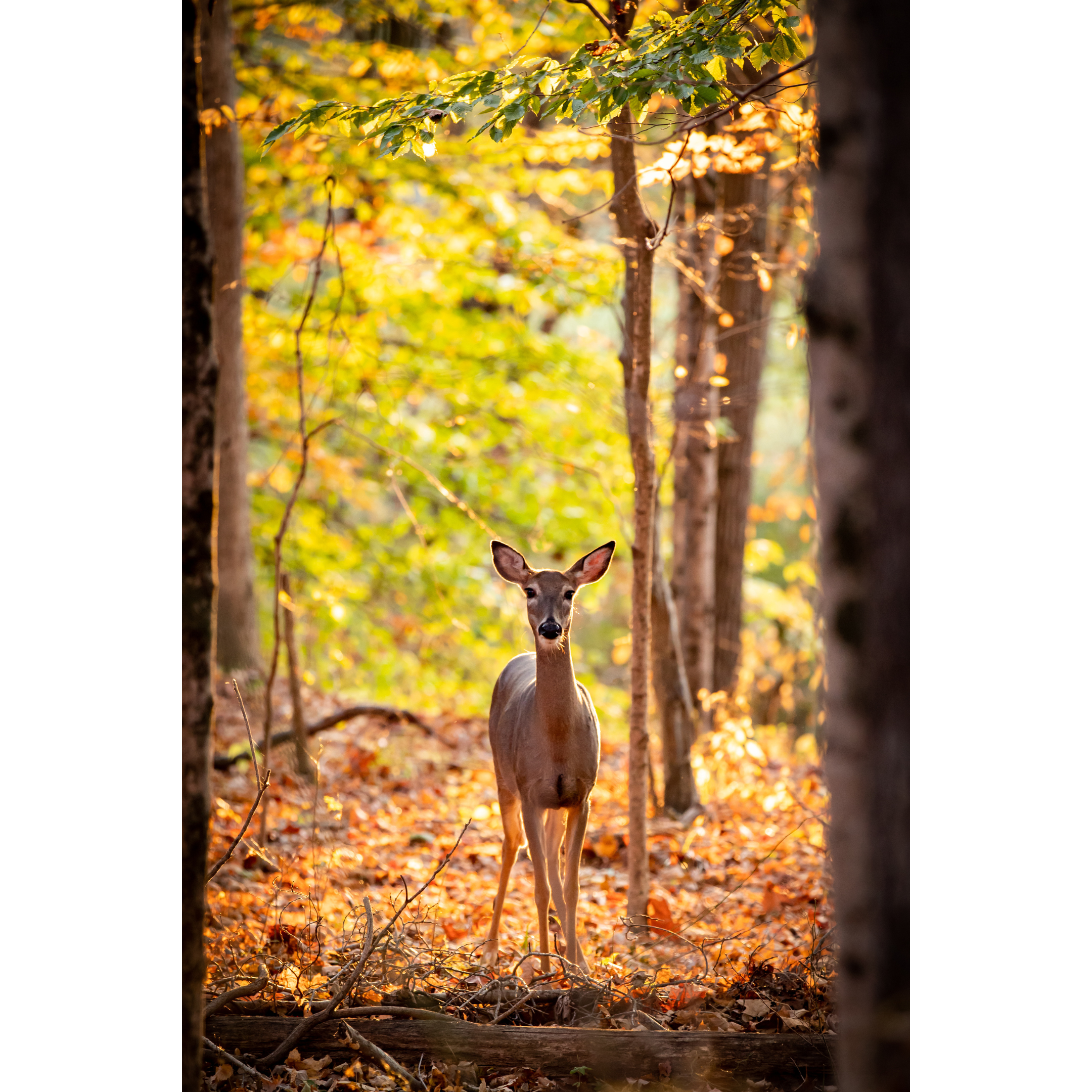 C-3 • "Autumn Deer" 