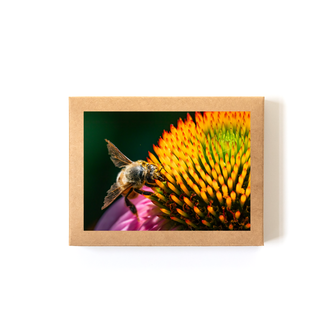 Spines_Boxed Set.png