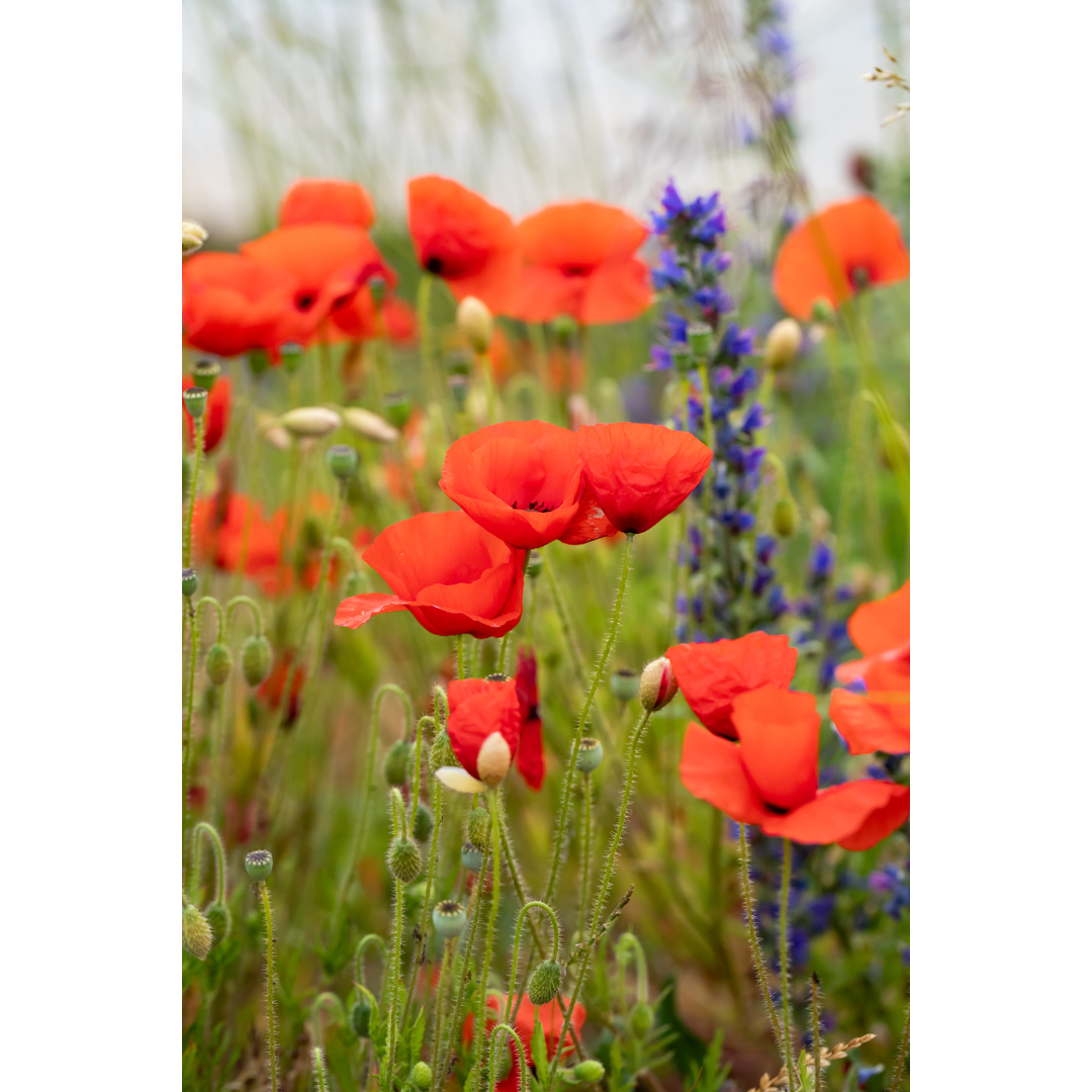 C-95 • "Field of Poppies" 