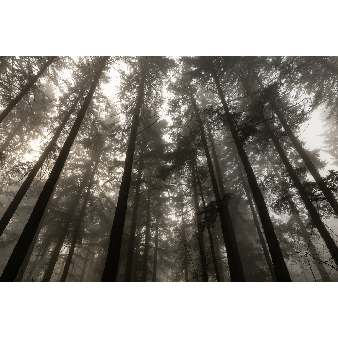 C-126 • "Fir Lines" 